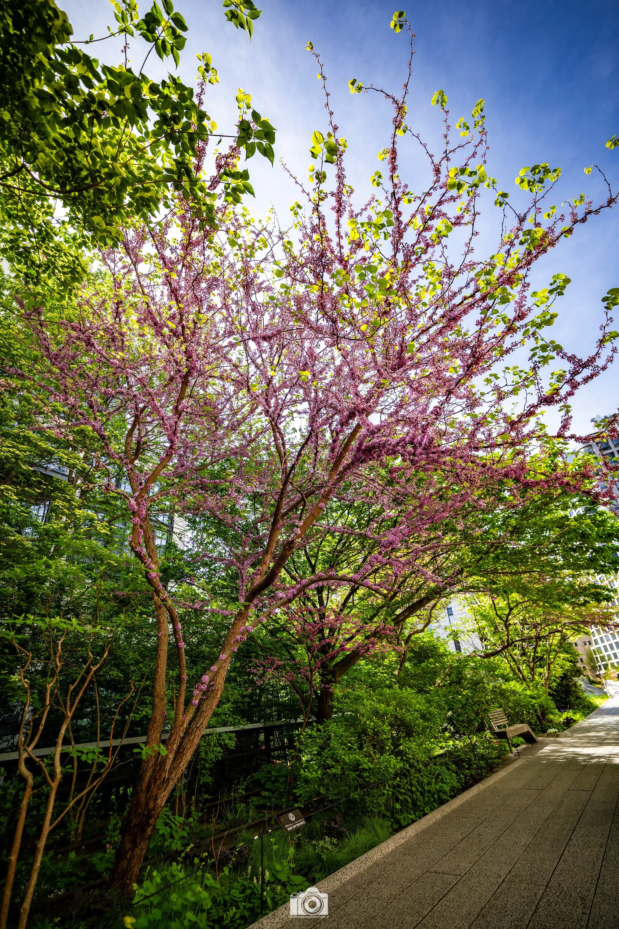 2025 - High Line Redbud Blossoms.  Shot with a Sony a7c // FE 12-24mm @ 16mm f/4 ISO 125 - 1/500s.