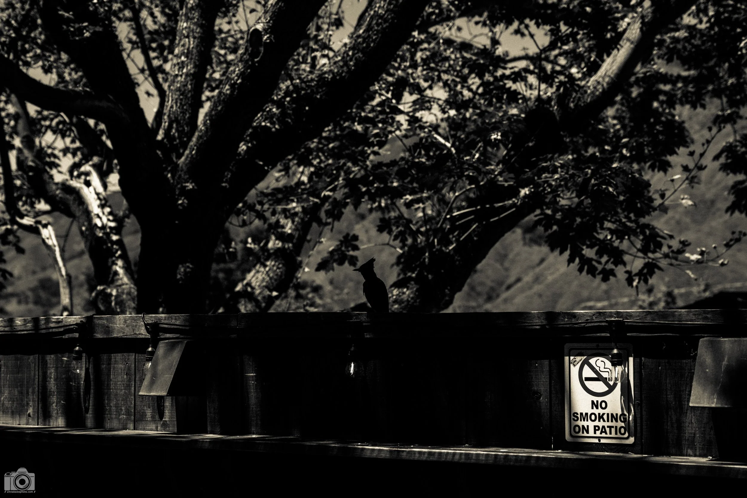 We stopped at this cool pizza place called The Big Sur Taphouse and there were several of these blue jays around.  There was too much in the background to get any good pictures of them, but this one stood out for me.  I felt the silhouette in B&W sto