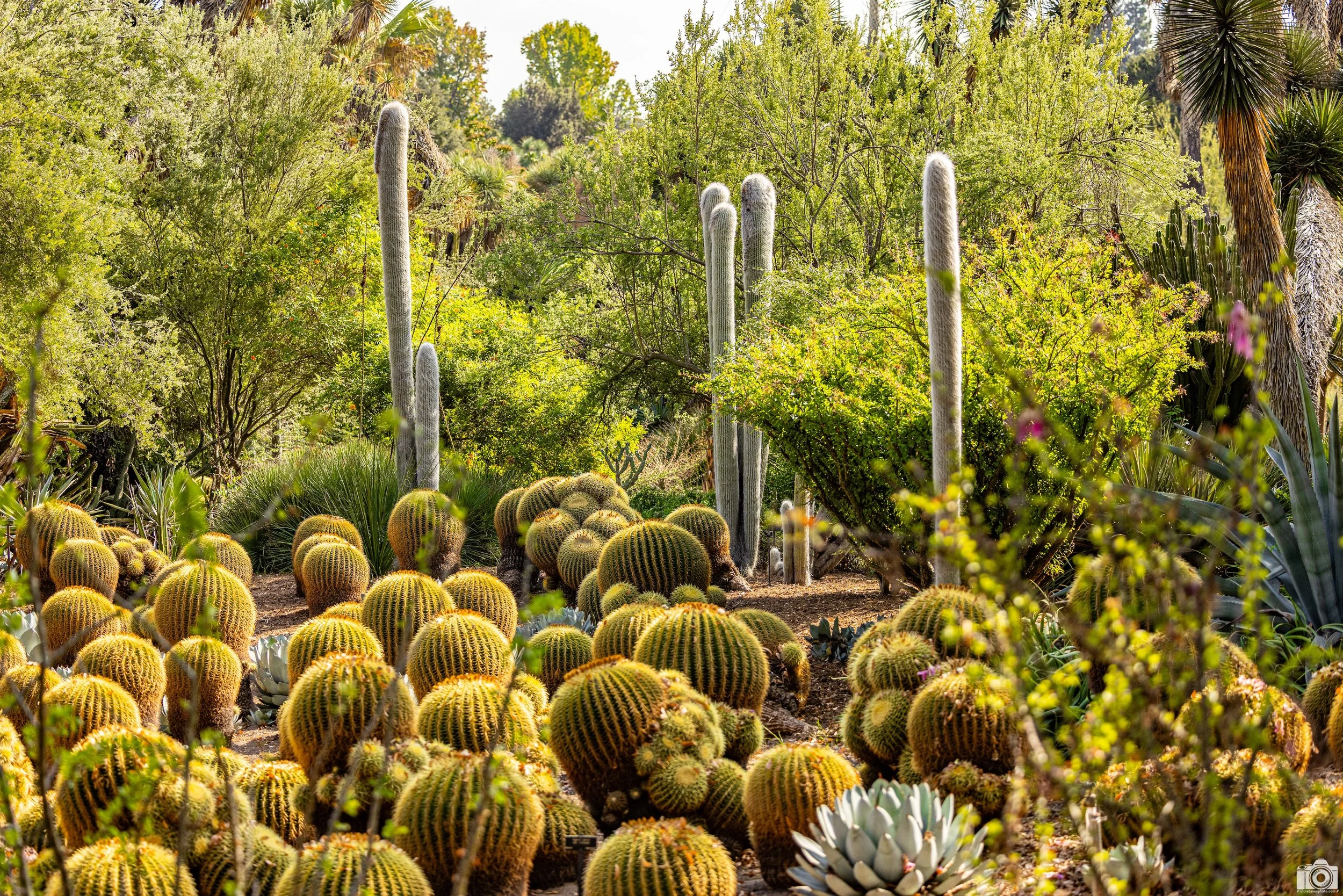 2023 - Loaded With Thorns.  Shot with a Canon EOS R5 // 70-200mm f/2.8 L @ 70mm f2.8 - ISO 640 - 1/4000s.