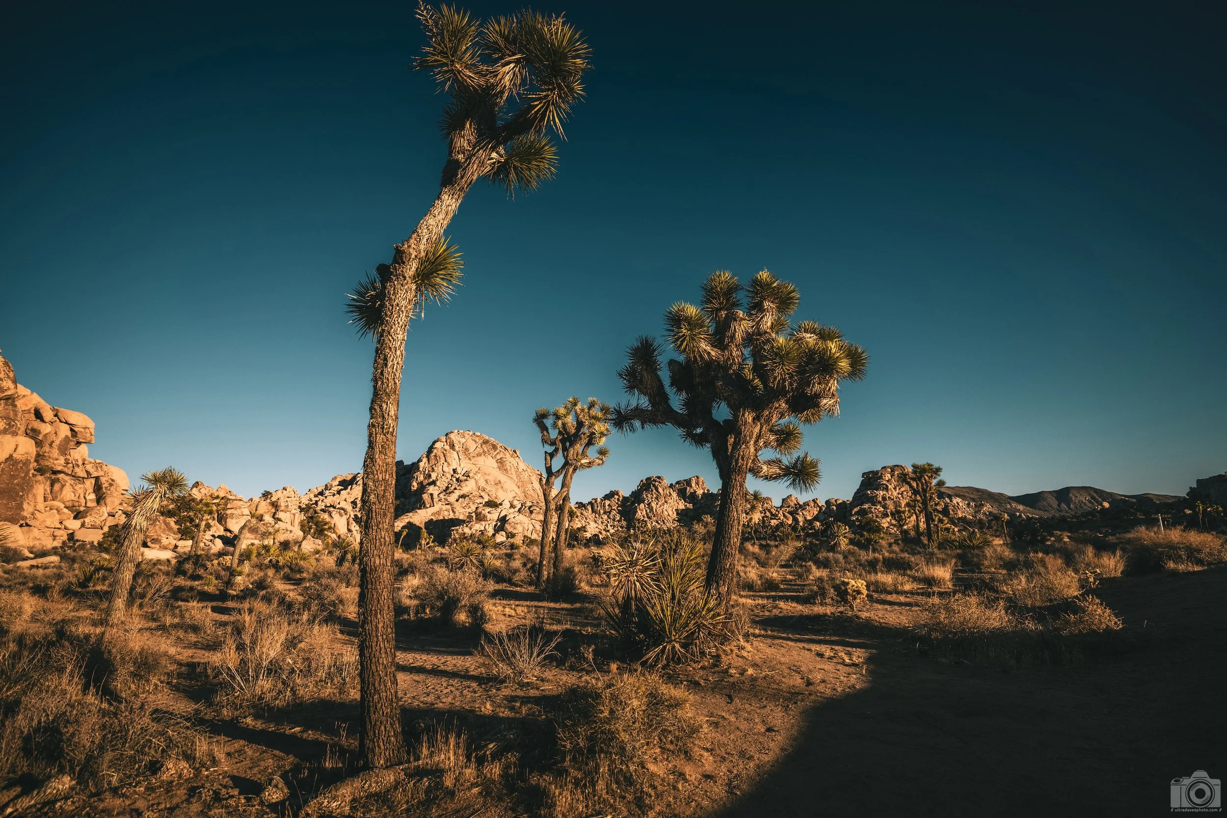 2024 - The Towering Tree.  Shot with a Canon EOS R5 // RF 15-35mm @ 20mm f/4 ISO 100 - 1/1600s.