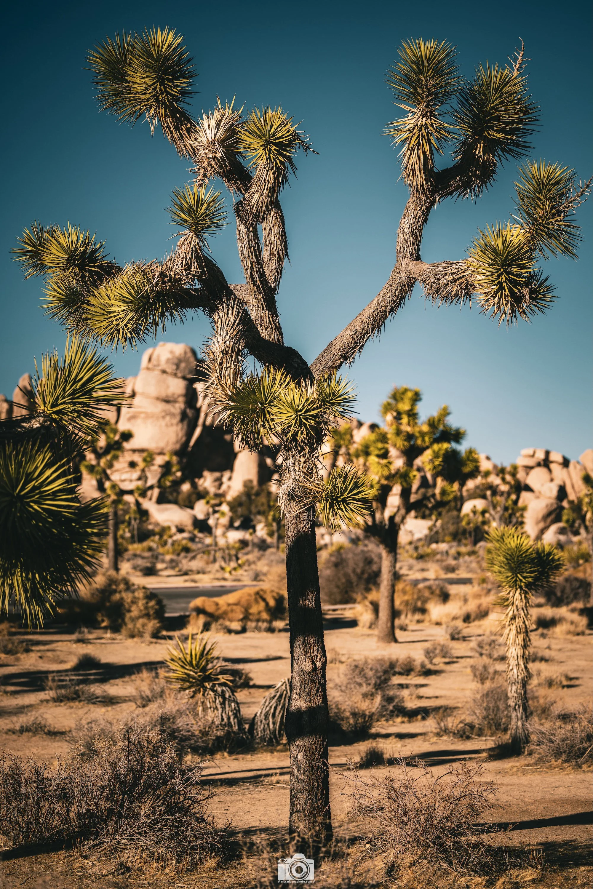 2024 - Hidden Valley Shallow DOF.   Shot with a Canon EOS R5 // RF 70-200mm @ 70mm f2.8 ISO 50 1/2000s.