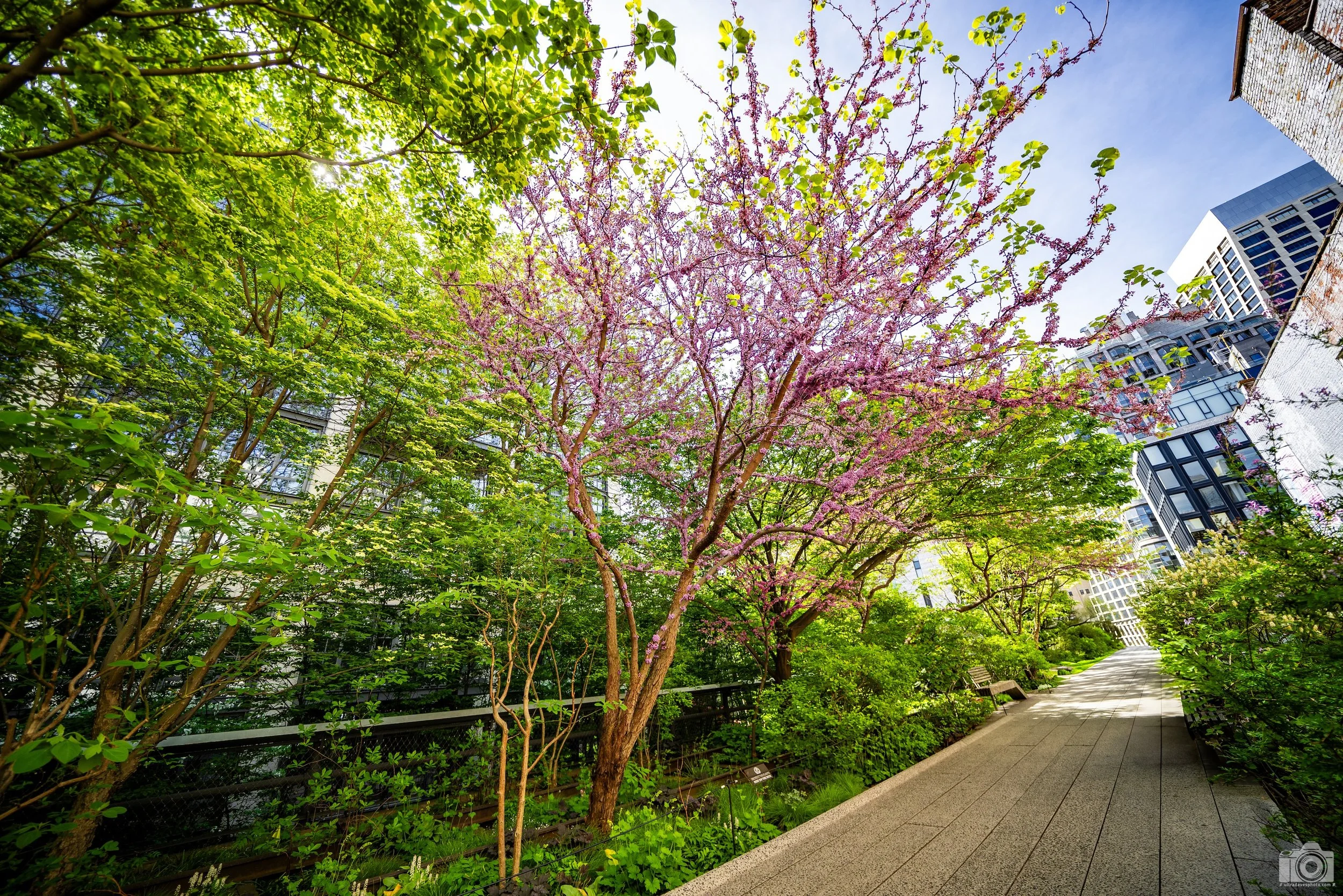NYC 2025 - Judas Tree in Bloom.  Shot with a Sony a7c // 12-24mm G @ 12mm f/4 ISO 125 - 1/250s.