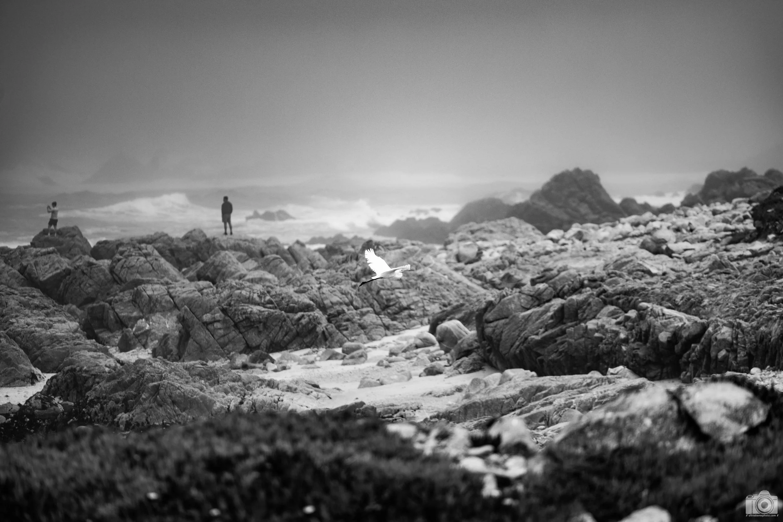 Gliding With The Wind.  Shot taken with a Canon EOS R5 with an RF 70-200mm f/2.8L @ 200mm - f/2.8 ISO 100 1/3200s.