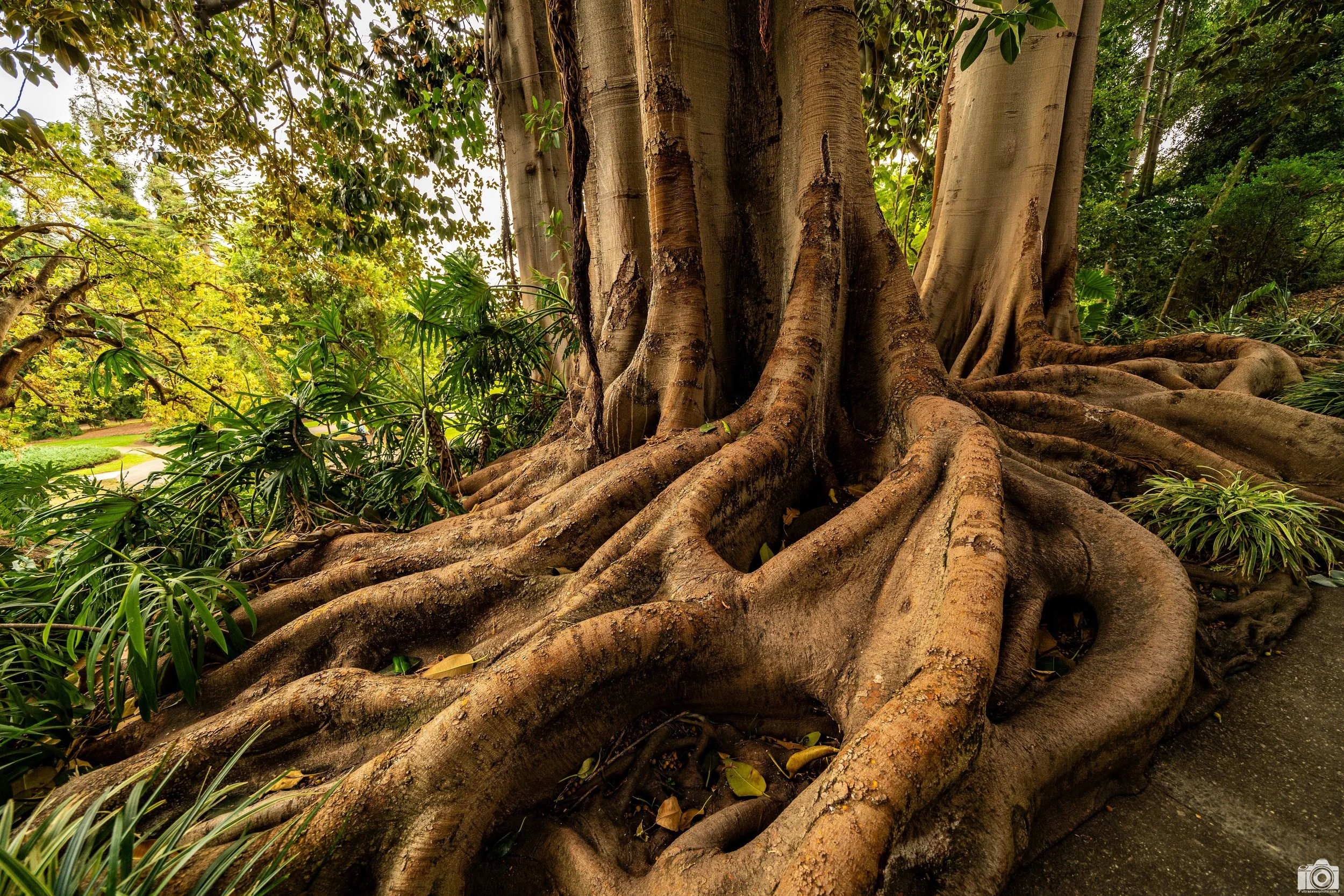 2024 - Deep Roots.  Shot with a Sony a7c II // 12-24mm f/4 G @ 12mm - ISO 640 - 1/125s.