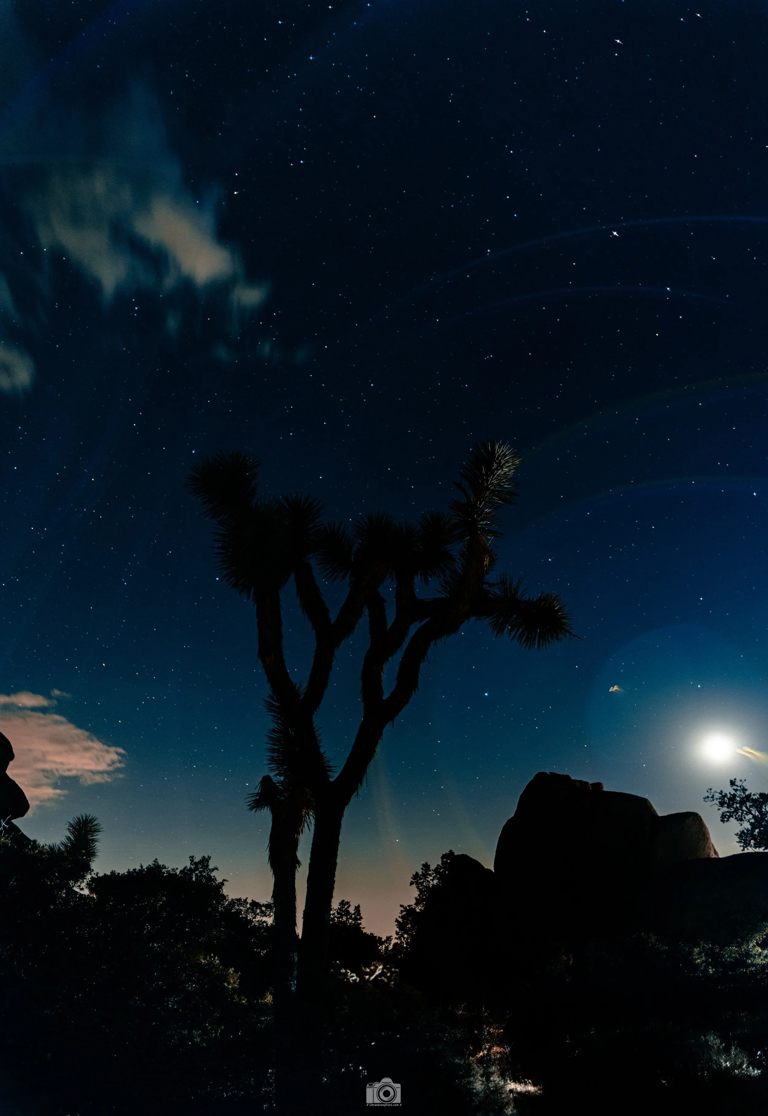 Joshua Tree - Blue Skies - Full Resolution JPG Download
