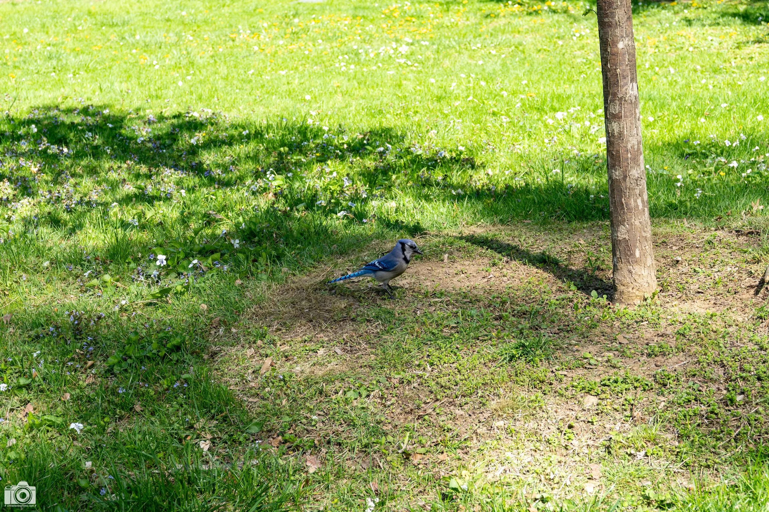 NYC 2025 - My first Blue Jay... Shot with a Sony a7c // 28-60mm @ 60mm f/8 ISO 125 - 1/125s.