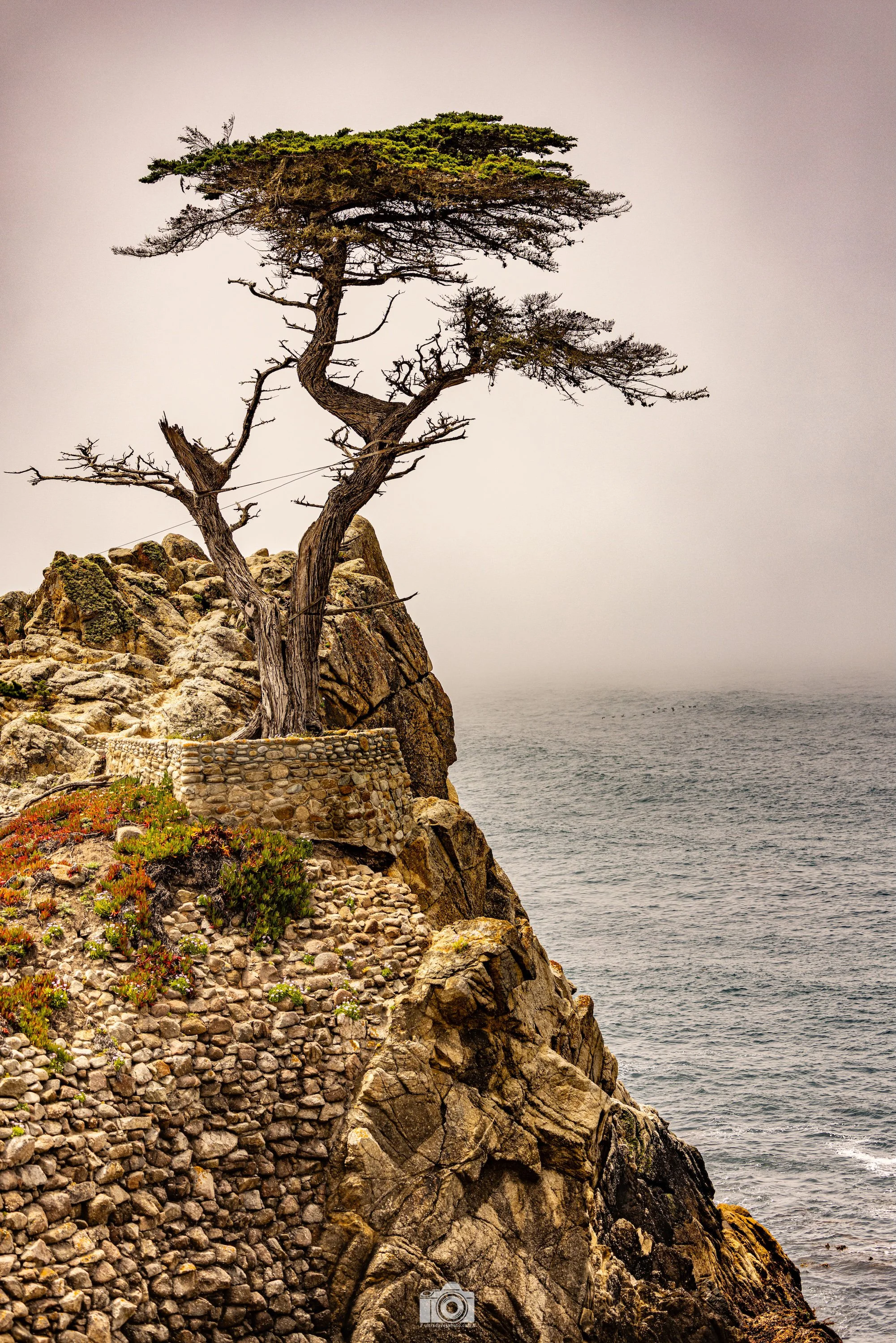 2025 - The Lone Cypress Tree Dehazed.  Shot with a Canon EOS R5 // 70-200mm F2.8L @ 70mm f/4 ISO 100 - 1/800s.