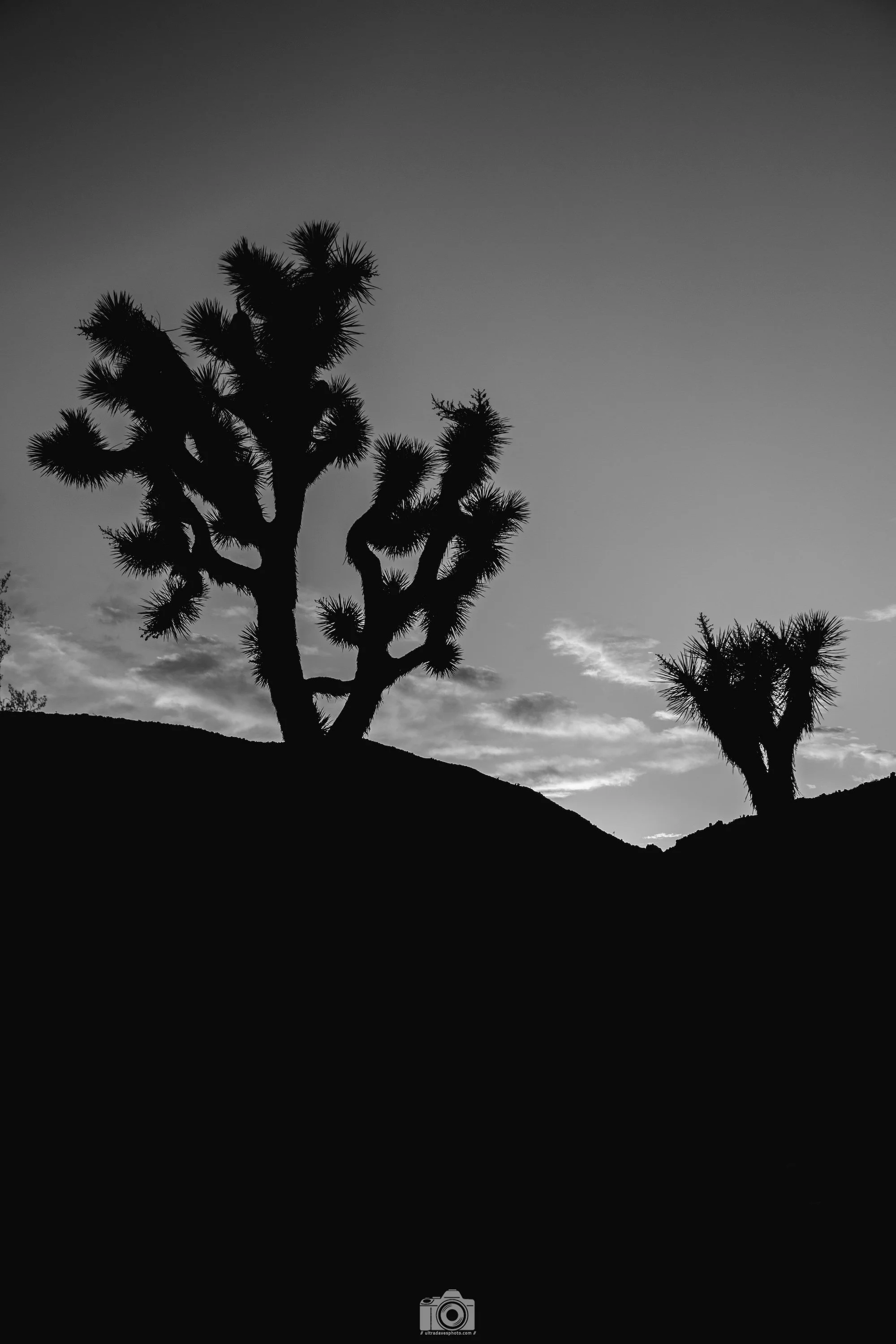 Joshua Tree - We Become Silhouettes B&W - Full Resolution JPG Download