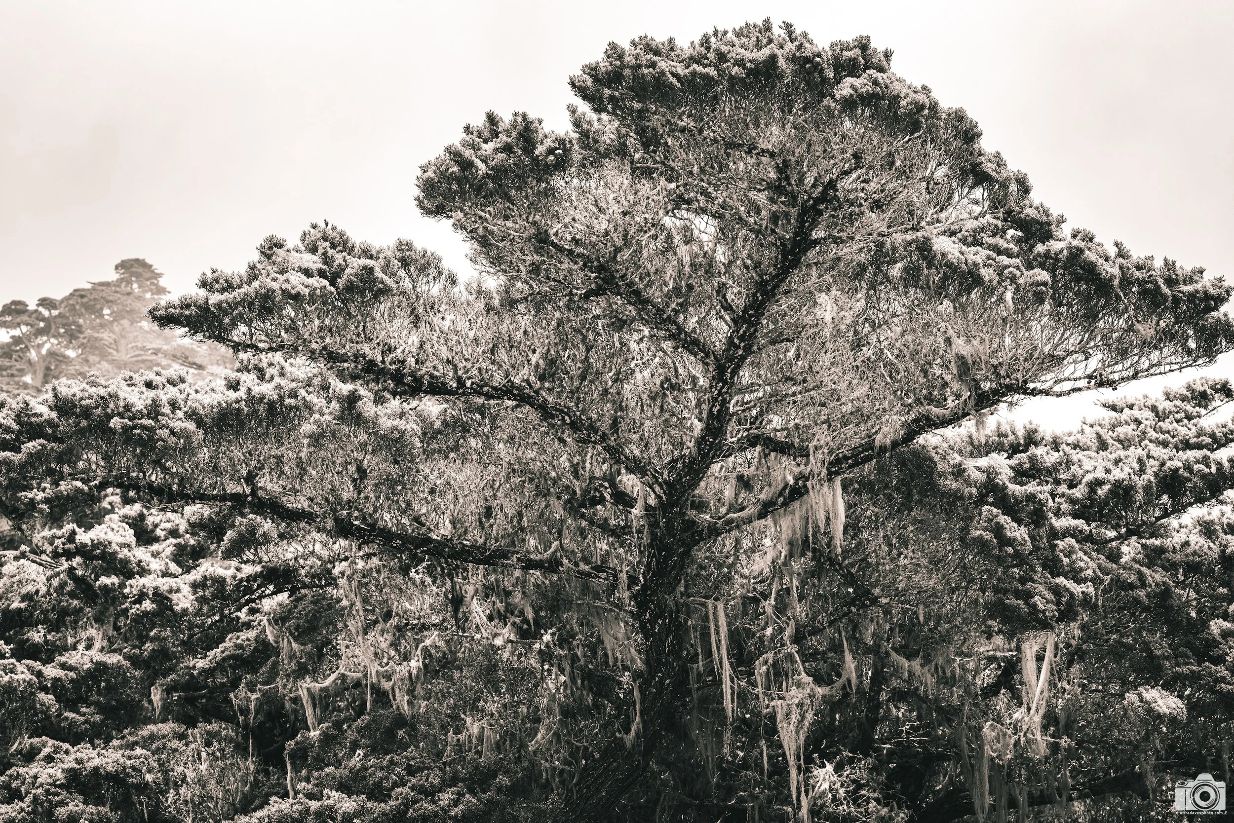 The Mossy Tree in B&W.  Shot taken with a Canon EOS R5 with an RF 70-200mm f/2.8L @ 70mm - f/8 ISO 100 1/100s.