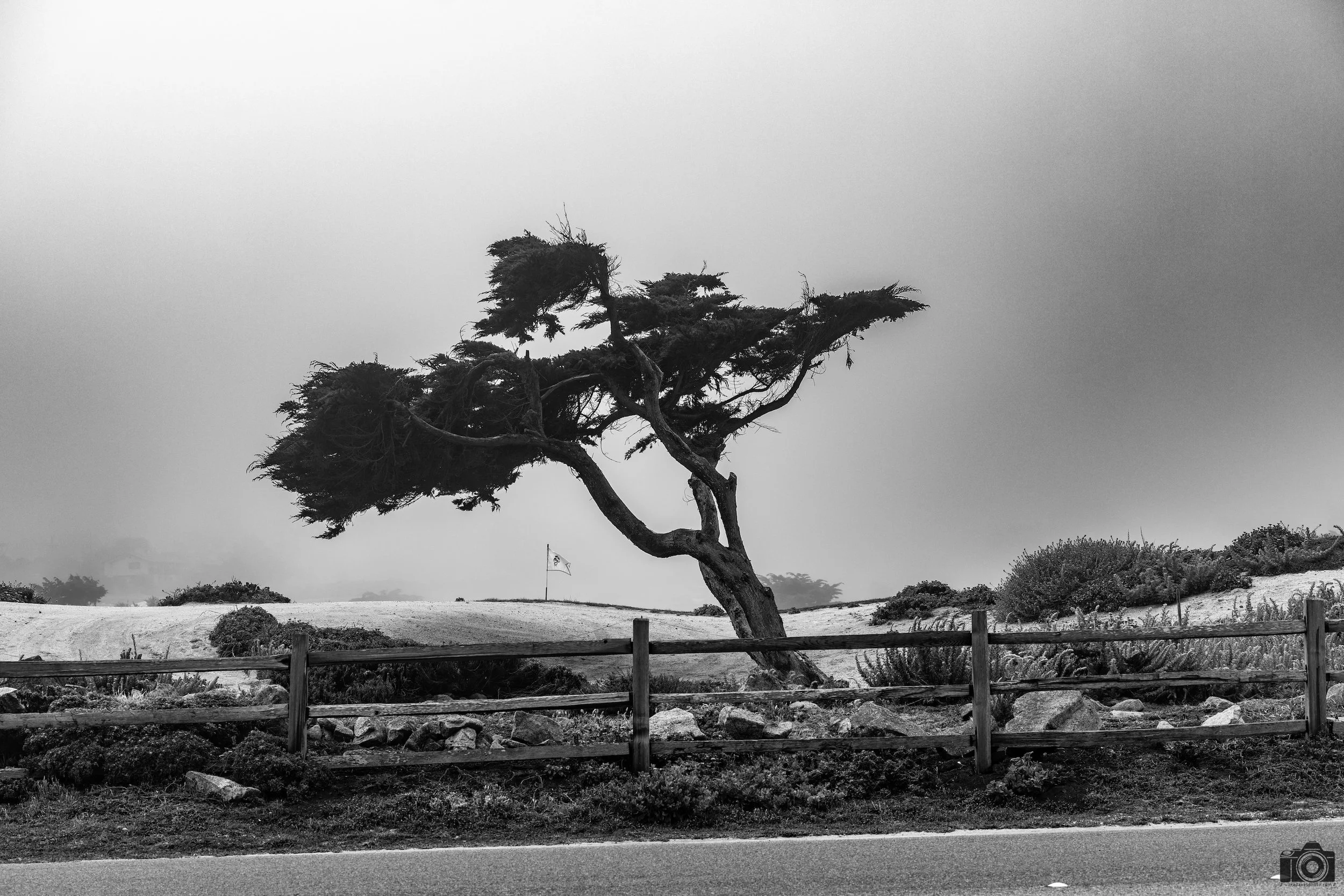 The Tilted Tree in B&W.  Shot taken with a Canon EOS R5 with an RF 70-200mm f/2.8L @ 70mm - f/5.6 ISO 50 1/400s.