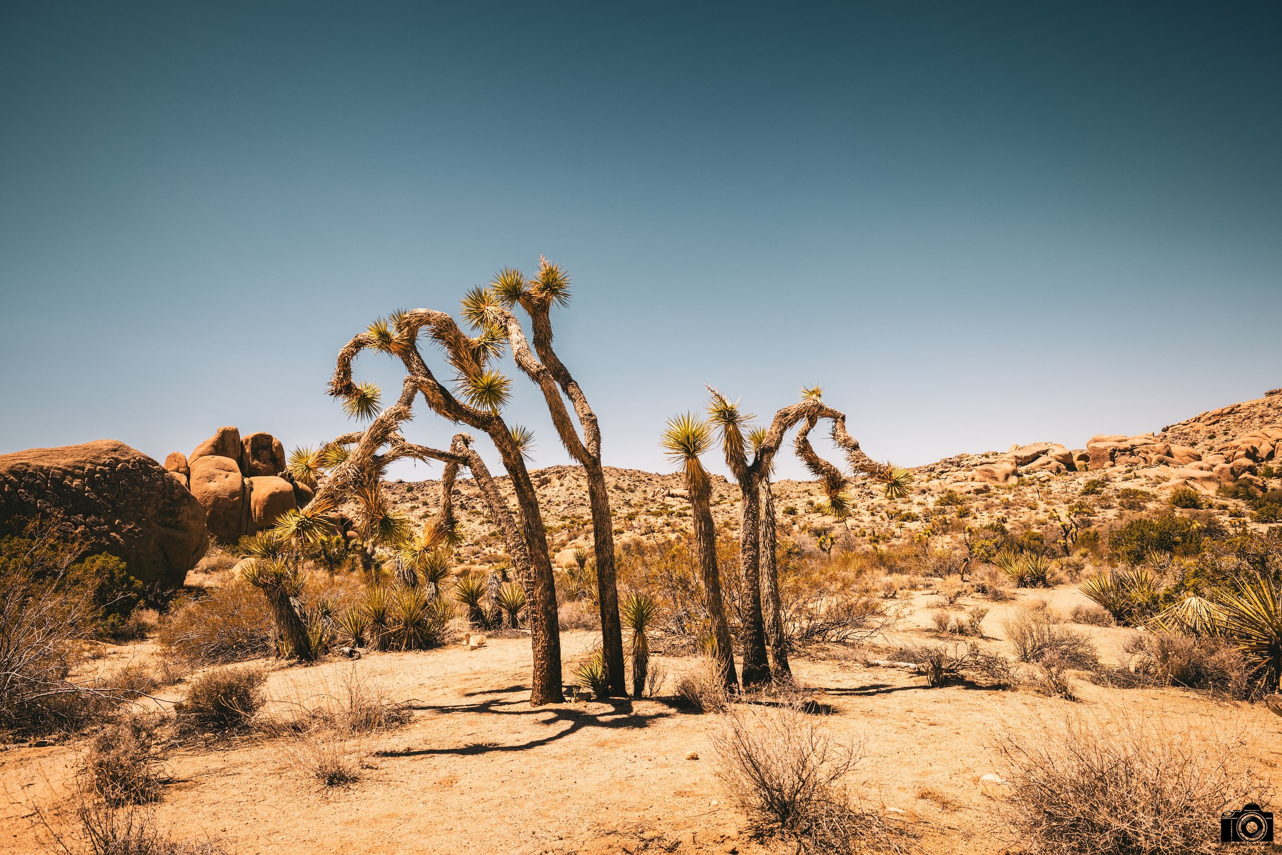 2025 - The Waving Trees provide no shade.  Shot with a Canon EOS R5 // RF 15-35mm @ 22mm f/8 ISO 100 - 1/320s.