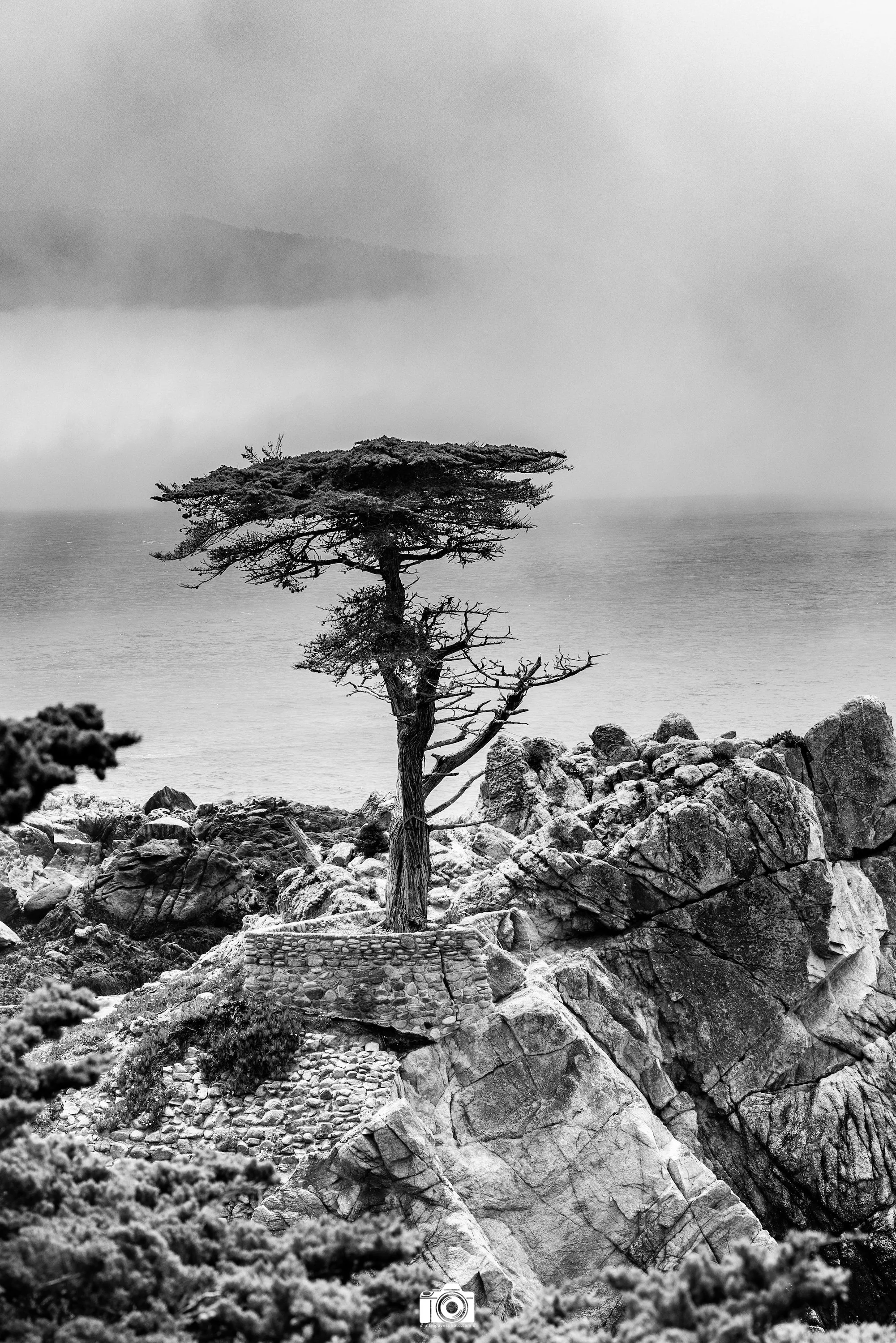 2025 - Lone Cypress Tree in B&W amidst the fog.  Shot with a Canon EOS R5 // 70-200mm F2.8L @ 70mm f/4 ISO 100 - 1/800s.