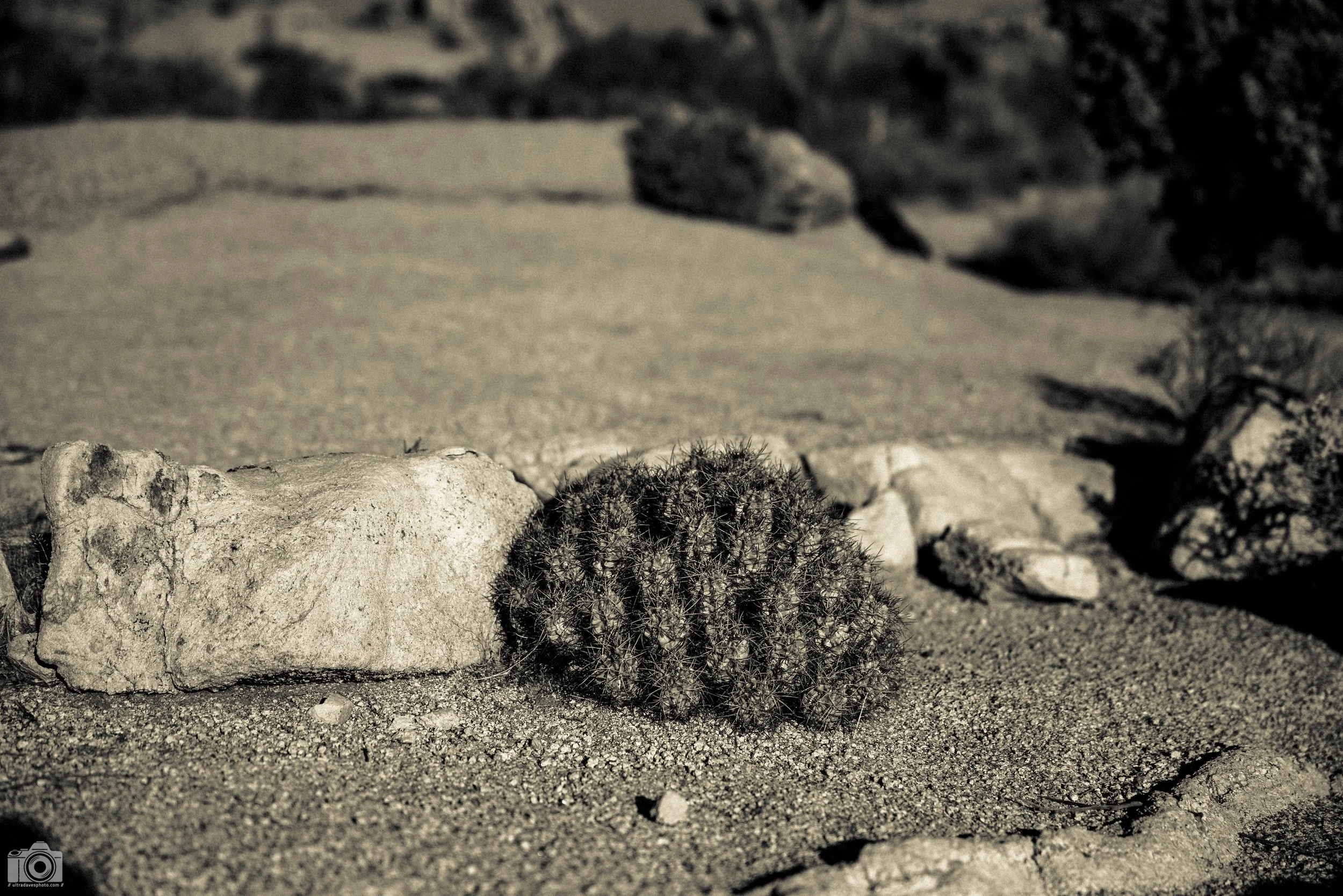 2020 - Desert Life in B&W.  Shot with a Canon EOS R6 // RF 24-70mm @ 70mm f/2.8 ISO 100 - 1/4000s.