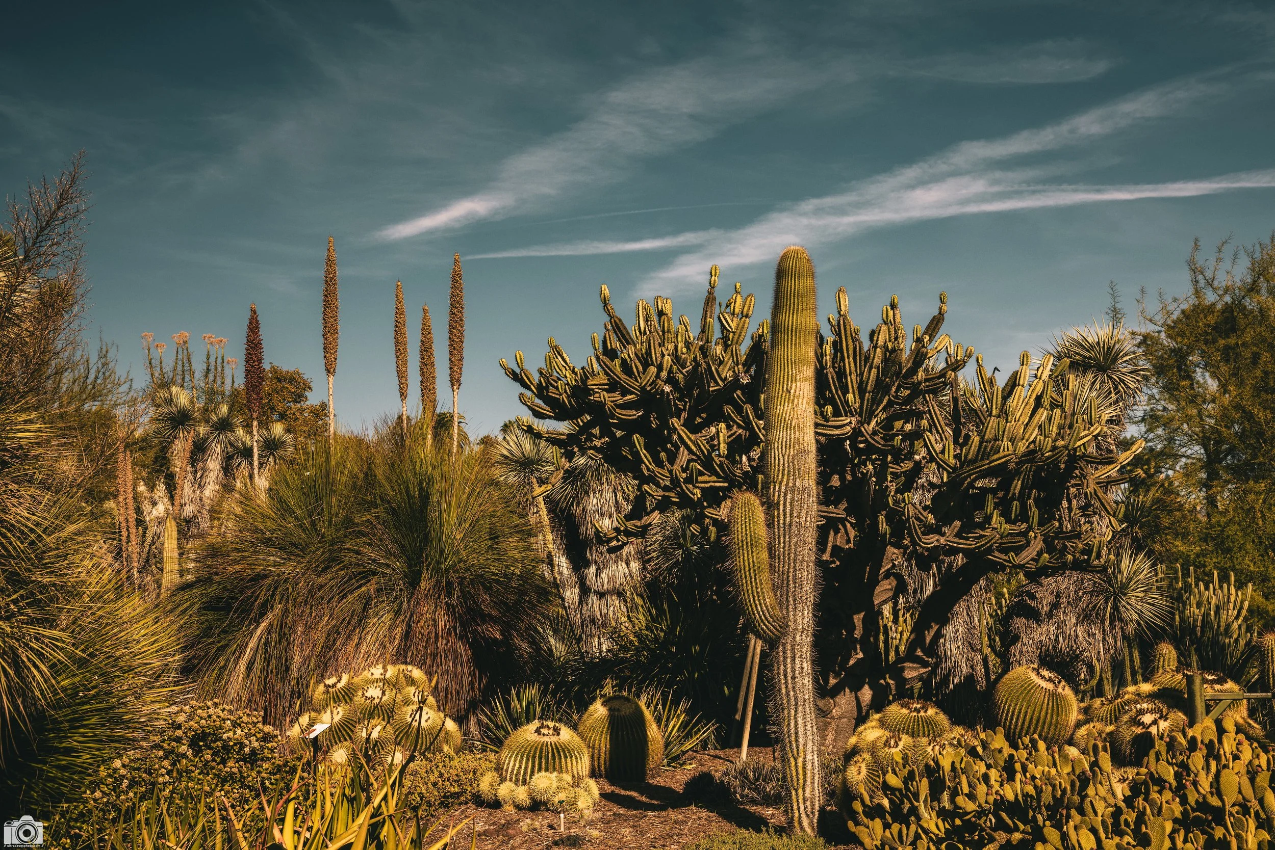 2025 - The Desert Garden at the Huntington is pretty big and you can spend a good hour or more just looking at the various species.  Shot with a Canon EOS R5 // 24-70mm f/2.8 L @ 46mm f/8 - ISO 200 - 1/400s.