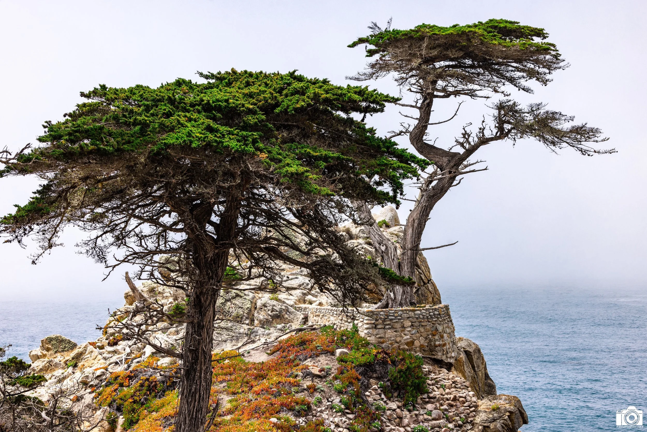 Waltz With The Trees.  Shot taken with a Canon EOS R5 with an RF 70-200mm f/2.8L @ 70mm - f/2.8 ISO 100 1/400s.