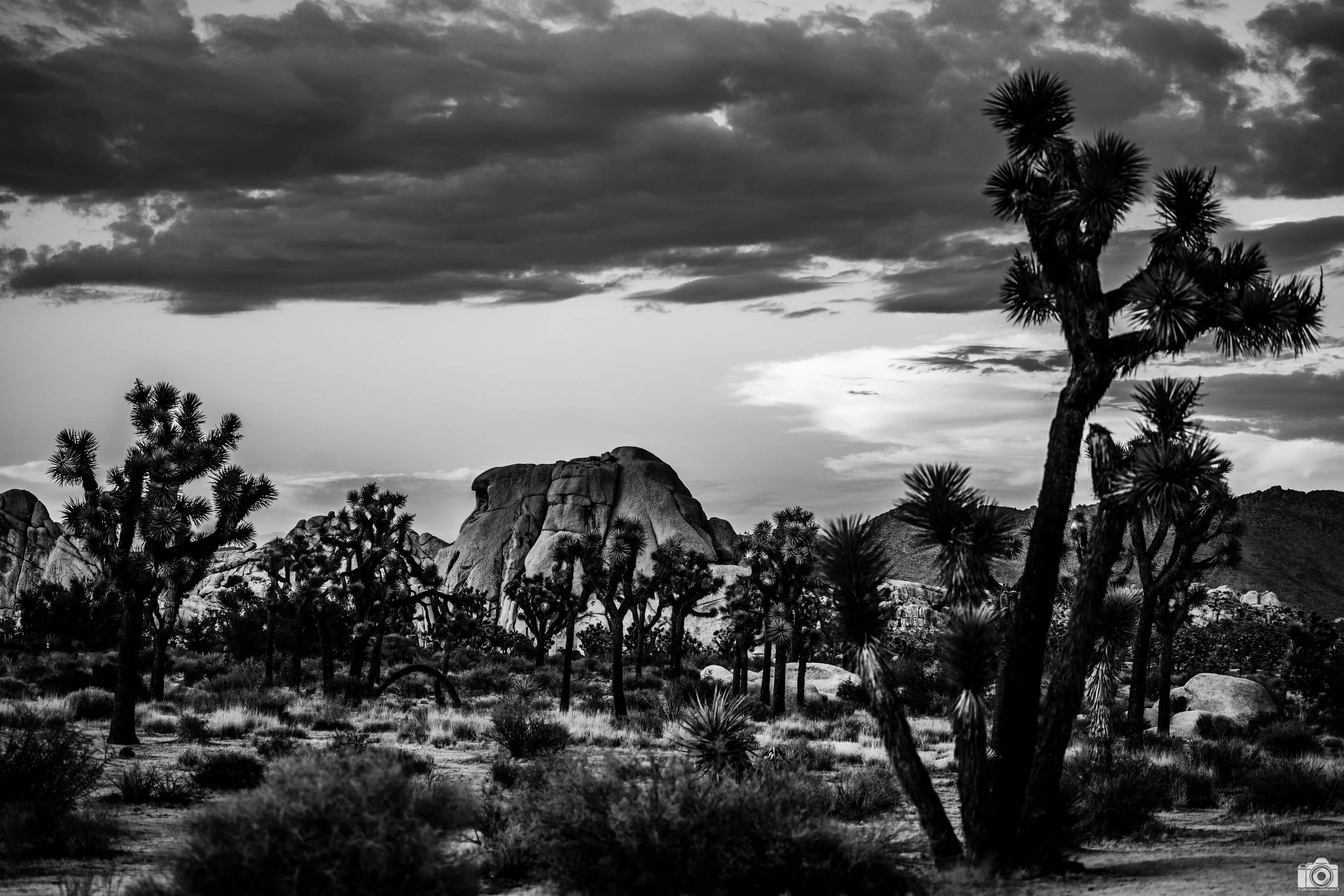 Joshua Tree - High Contrast B&W - Full Resolution JPG Download