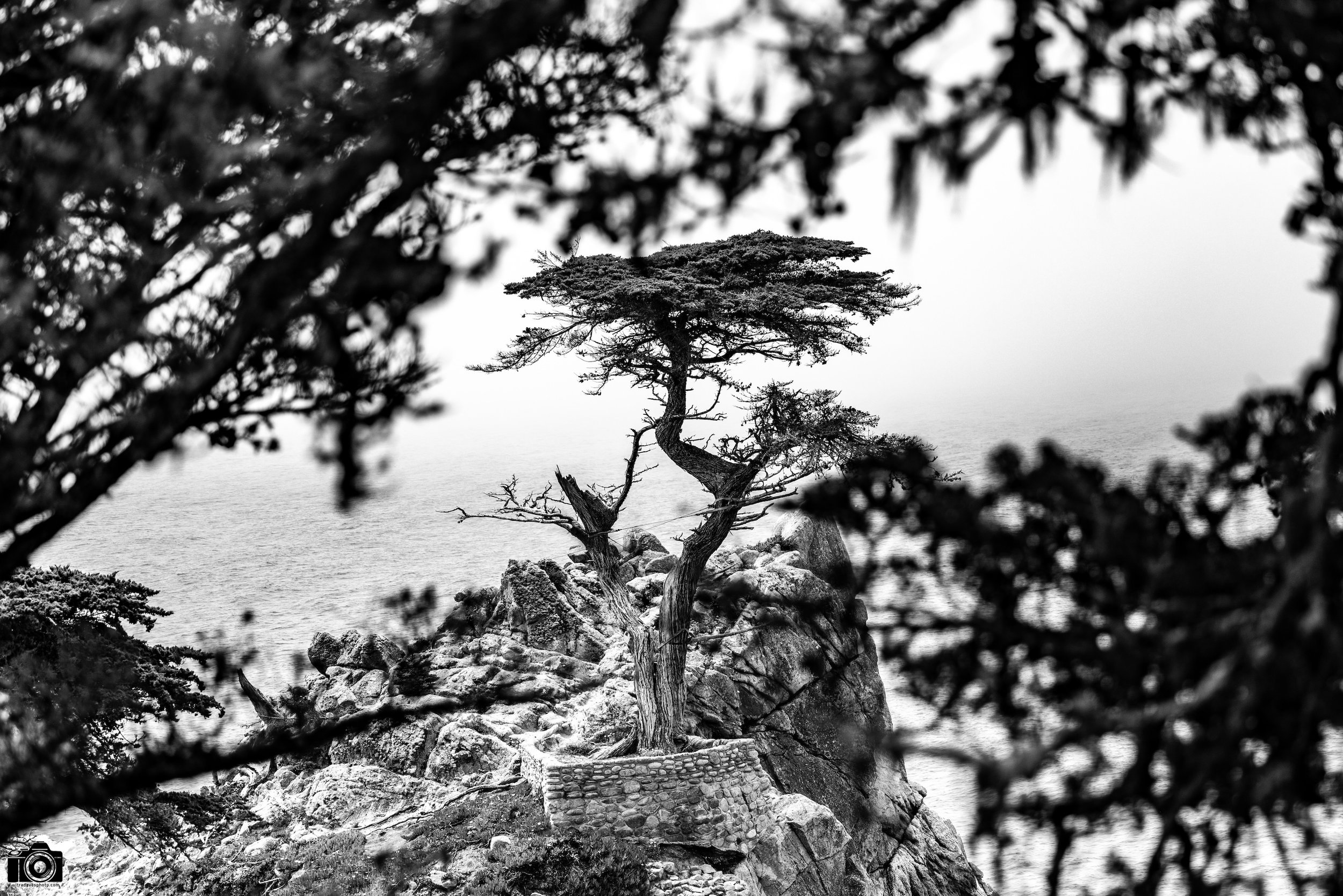 Peering Through The Trees in B&W.  Shot taken with a Canon EOS R5 with an RF 70-200mm f/2.8L @ 86mm - f/2.8 ISO 100 1/2000s.