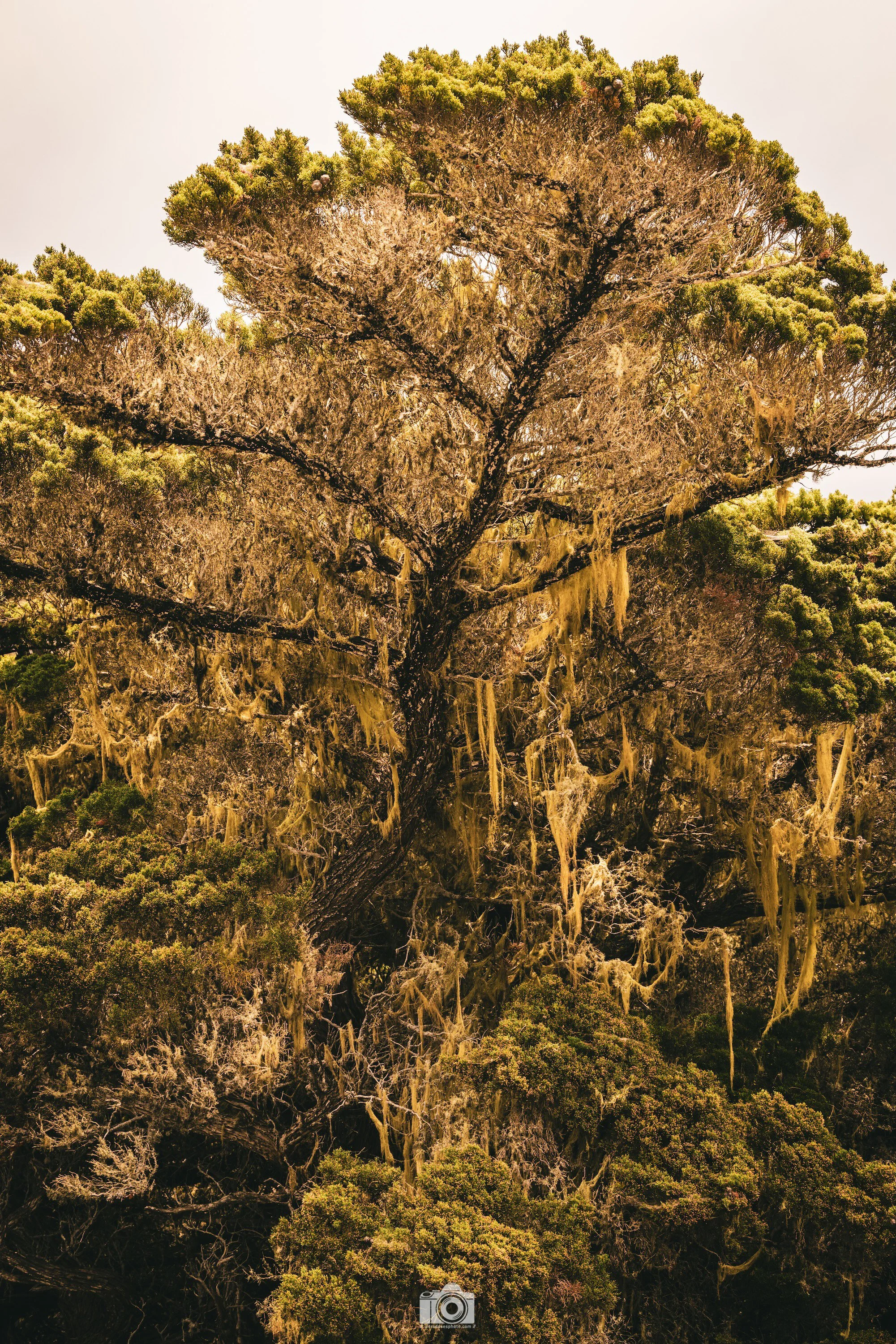 2025 - The Mossy Monster of Big Sur.  Shot with a Canon EOS R5 // 70-200mm F2.8L @ 70mm f/8 ISO 100 - 1/100s.