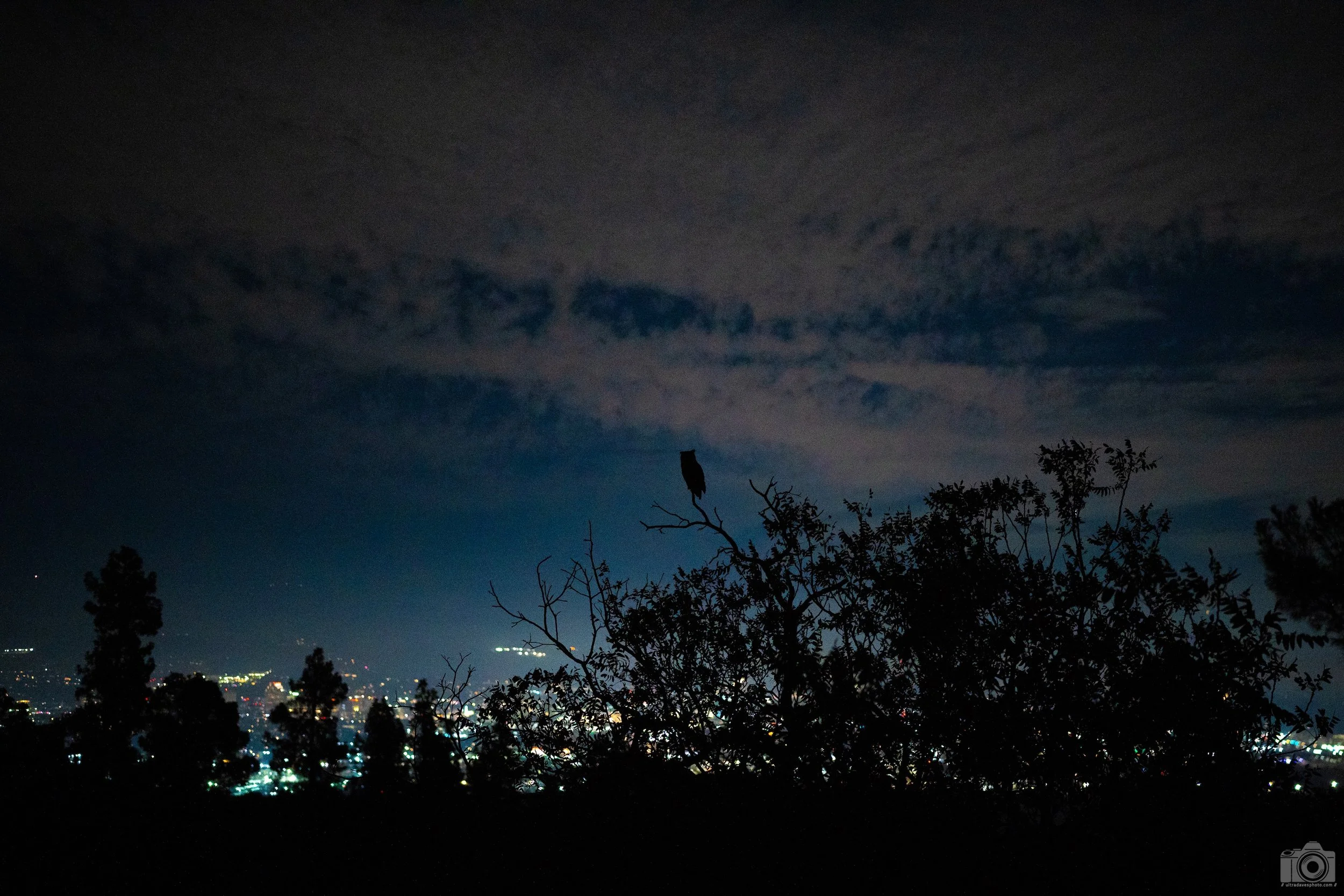 2025 - The Owl Again.  He was either following us or more than likely there are several out hunting in these city woods.  Shot with a Sony a7c // FE 35mm f/1.4 GM @ ISO 3200 - 1/160s. 