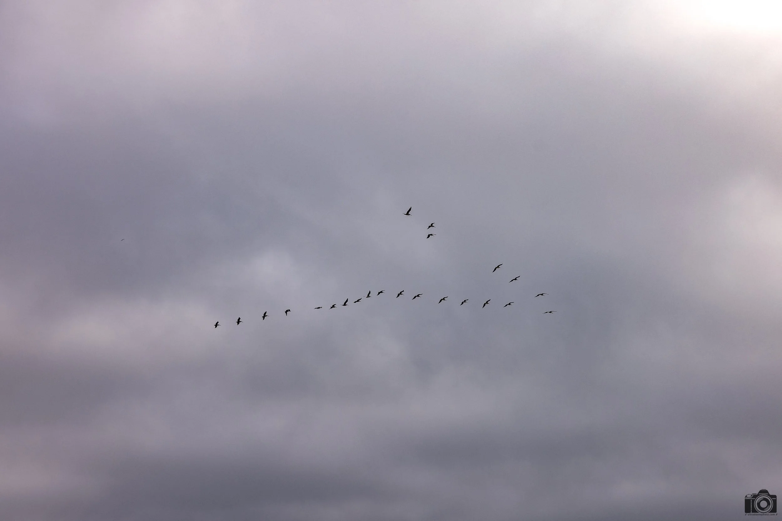 A Flock Of Pelicans.  Shot taken with a Canon EOS R5 with an RF 24-70mm f/2.8L @ 70mm - f/5.6 ISO 100 1/800s.