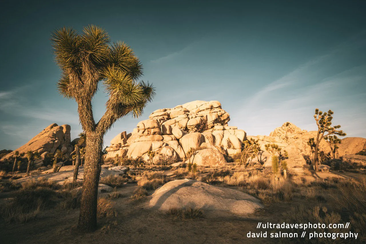 2025 - The Bordering Trees. Shot with a Sony a7c II // FE 12-24mm G @ 18mm f/8 ISO 100 - 1/125s.