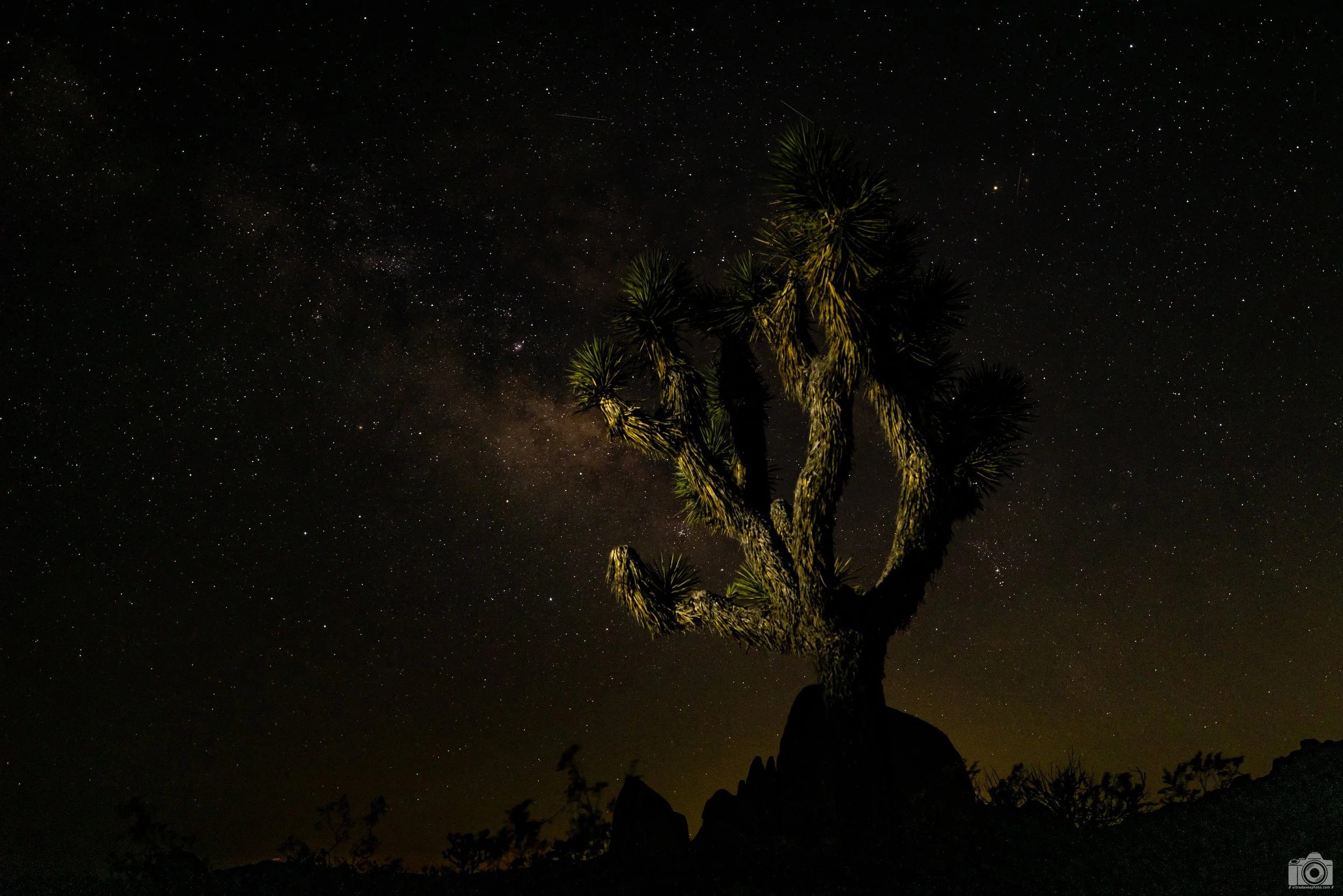 Joshua Tree Nightsky with Joshua Tree lit up - Full Resolution JPG Download