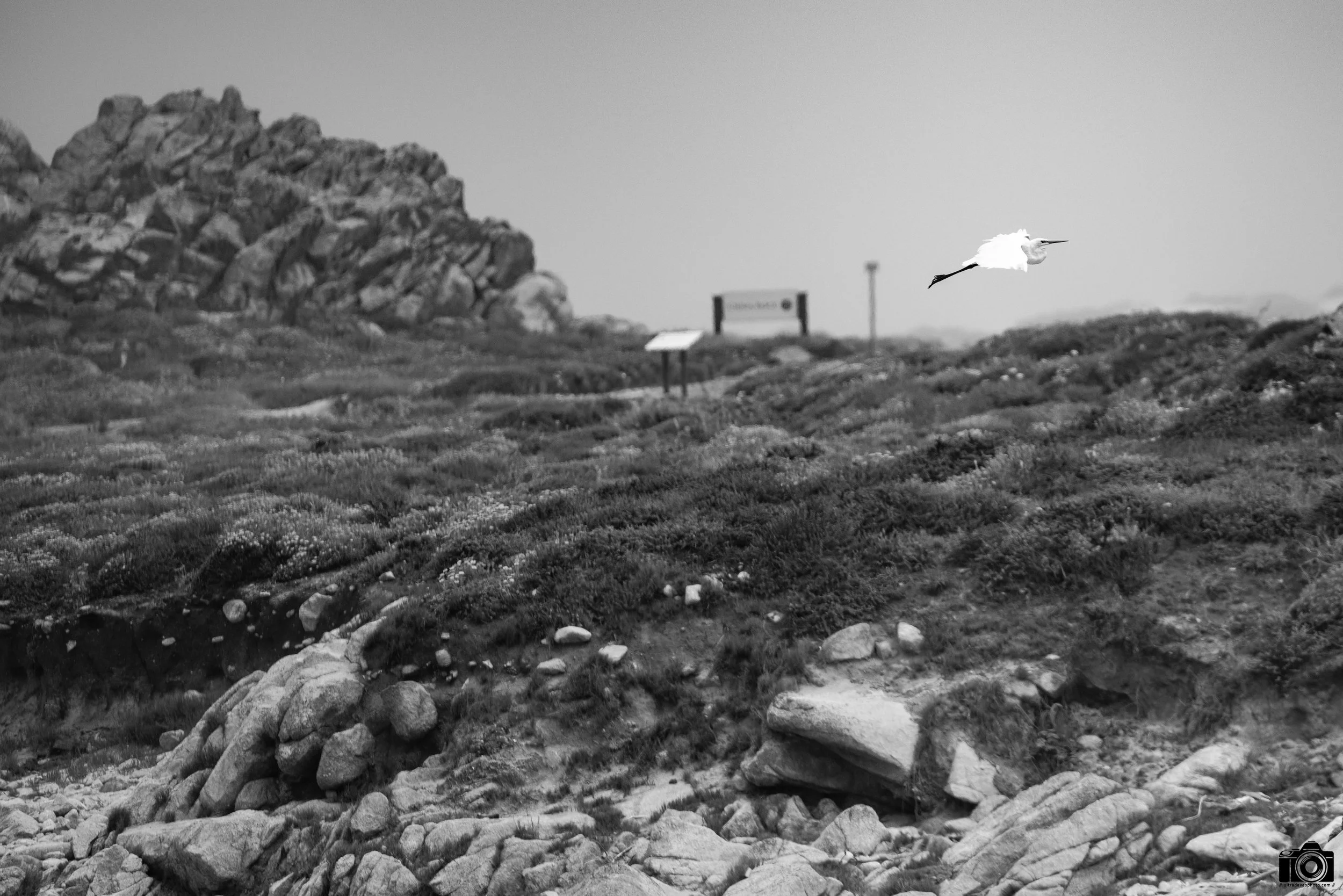 Panning is essential in a case like this.  This whole experience only lasted less than 10 seconds after he ascended from the water... Shot taken with a Canon EOS R5 with an RF 70-200mm f/2.8L @ 200mm - f/2.8 ISO 100 1/3200s.