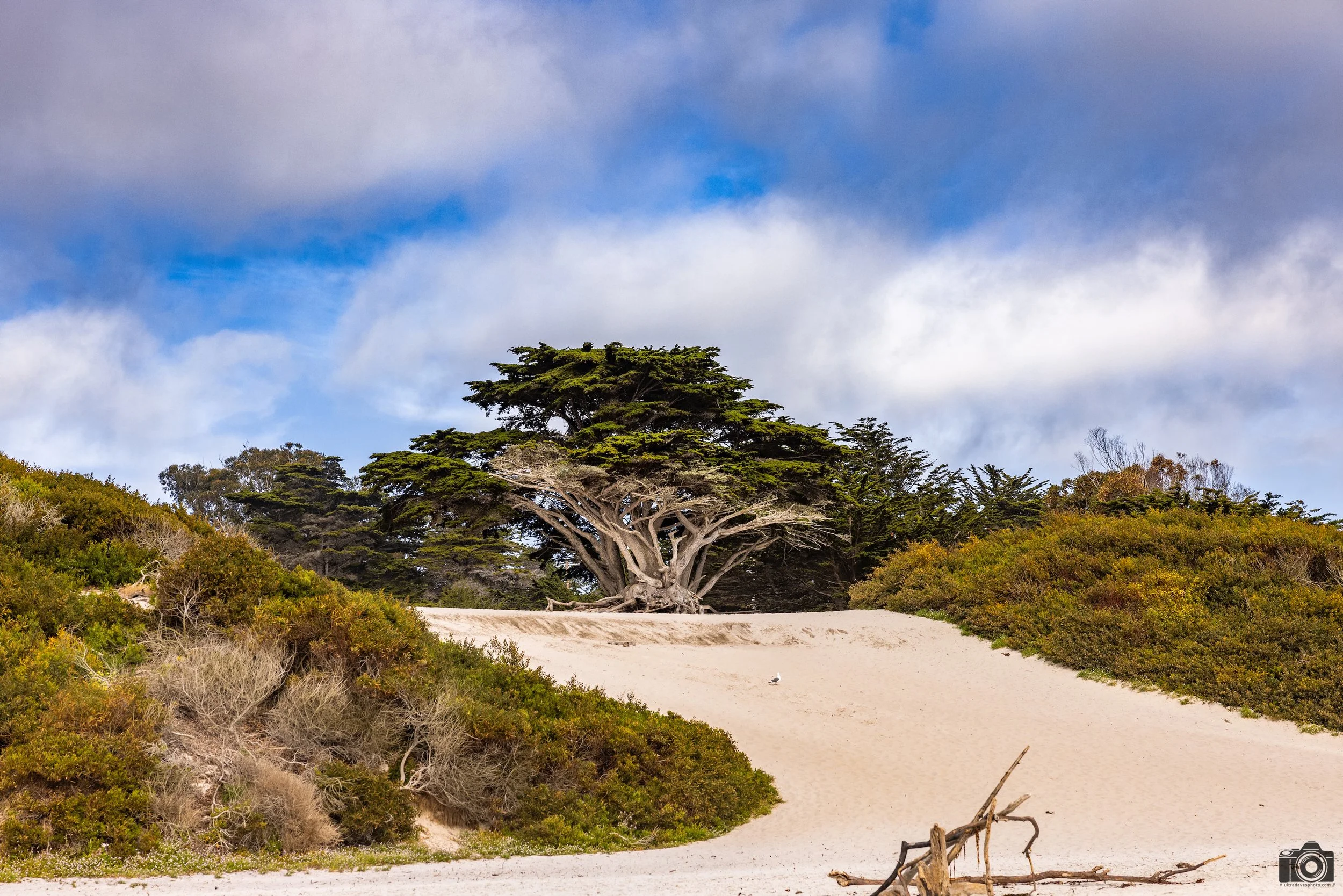 Clear A Path For The Trees.  Shot taken with a Canon EOS R5 with an RF 24-70mm f/2.8L @ 70mm - f/5.6 ISO 100 1/400s.