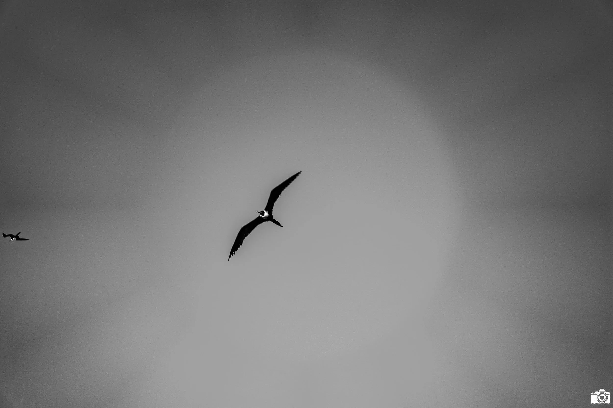 The Bird in the Sky in B&W.

Shot taken with a Sony a7C // FE 24-240mm @ 240mm - F6.3 - ISO 100 - 1/160s.