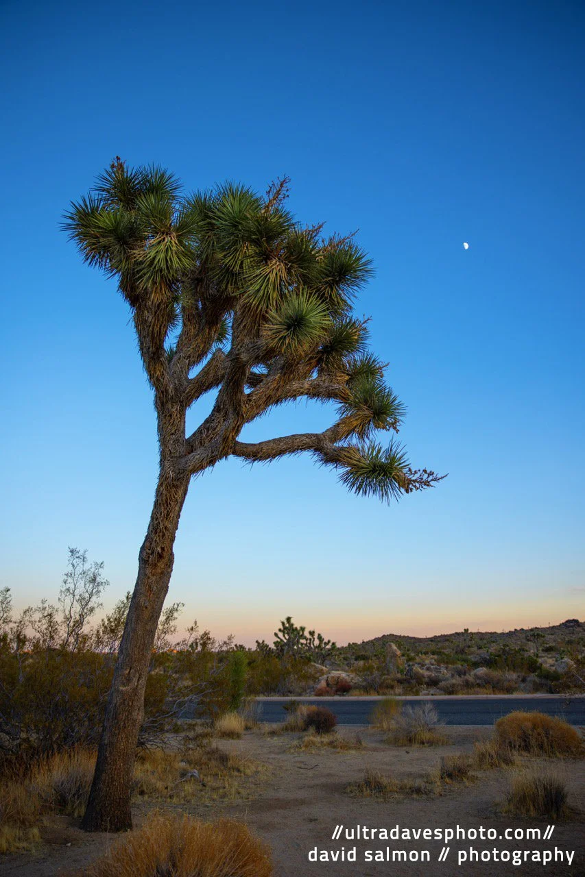 2020 - Yucca brevifolia aka Joshua Tree are mainly found in the Mojave Desert here in California but they can also be found in Arizona, Utah, Nevada, and parts of Mexico. Able to preserve itself in arid conditions, we can learn a lot about endurance