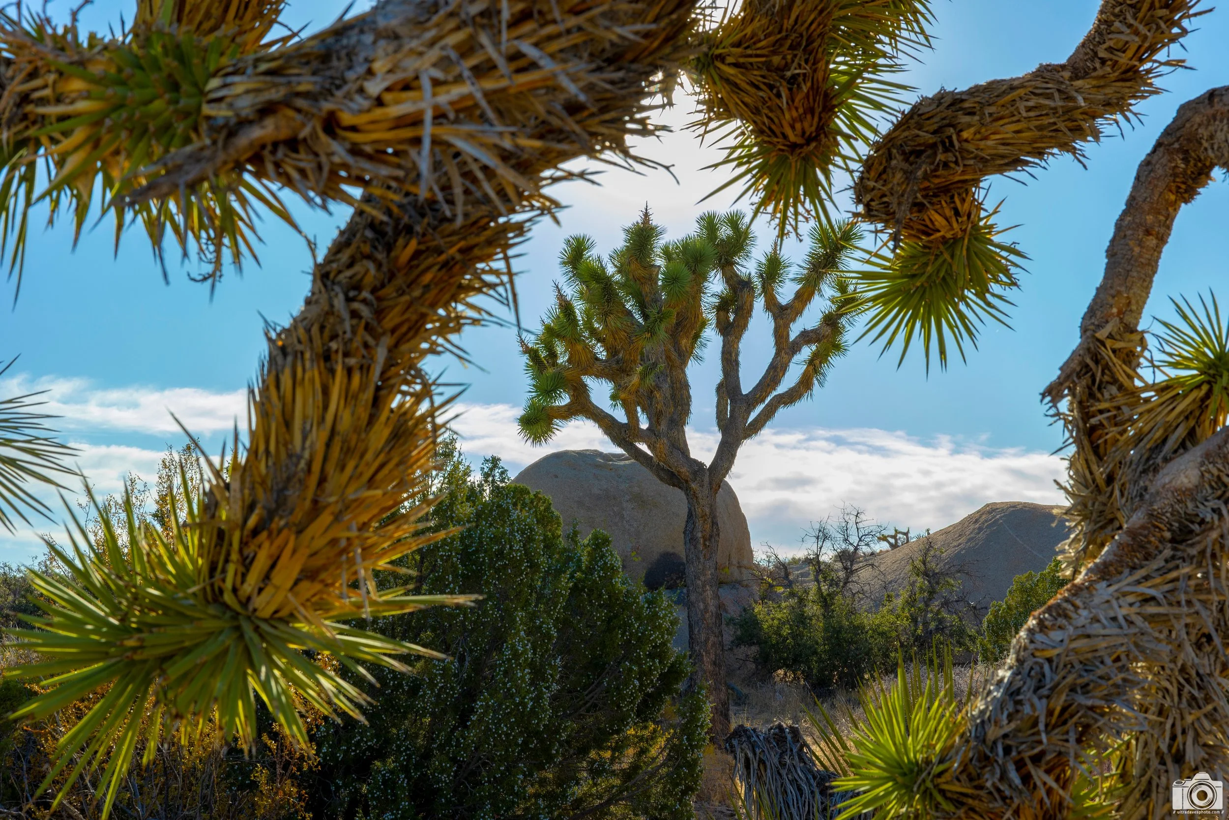2020 - Joshua Tree framed by another Joshua Tree.  Shot with a Canon EOS R6 // RF 24-70mm @ 46mm f/3.2 ISO 100 - 1/100s.