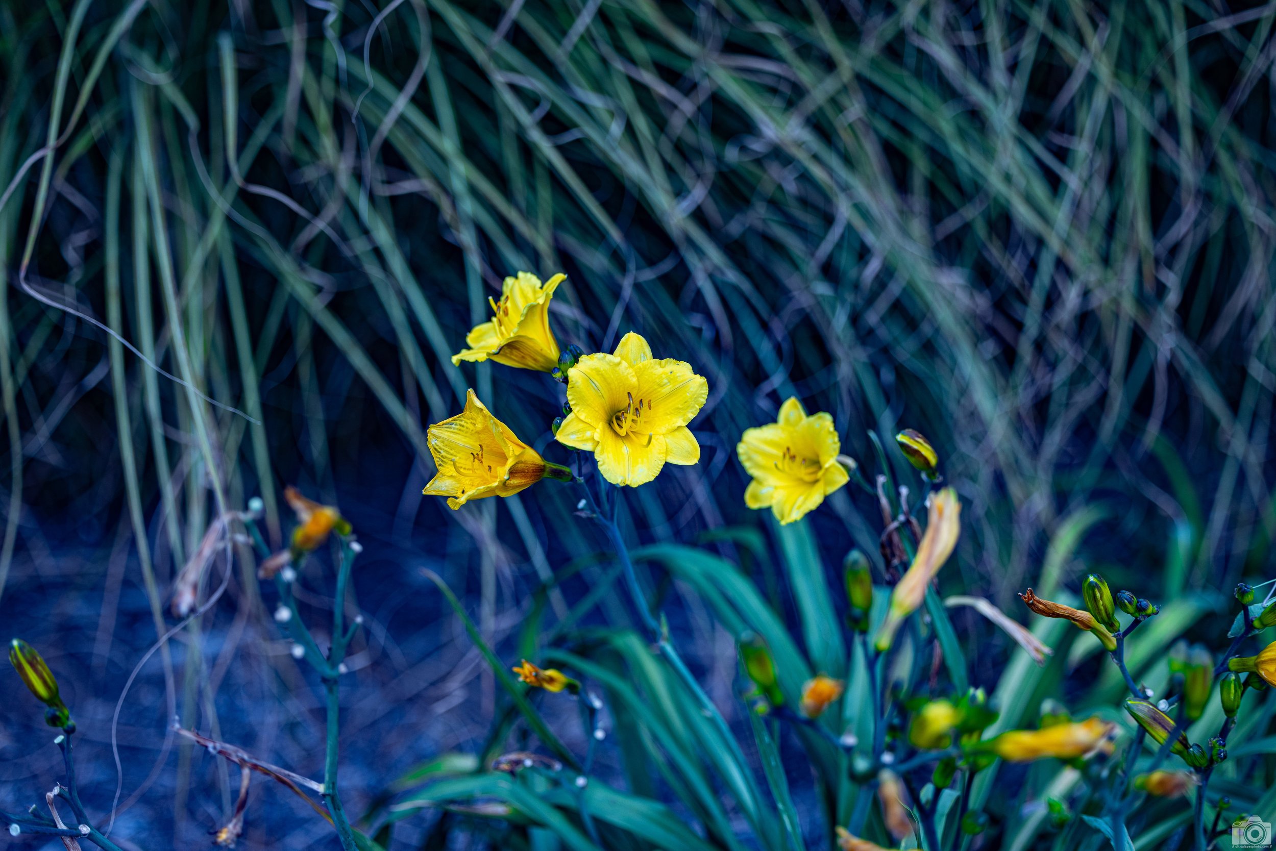 2023 - A Stringy Situation.  Shot with a Canon EOS R5 // 70-200mm f/2.8 L @ 70mm f2.8 - ISO 125 - 1/1250s.
