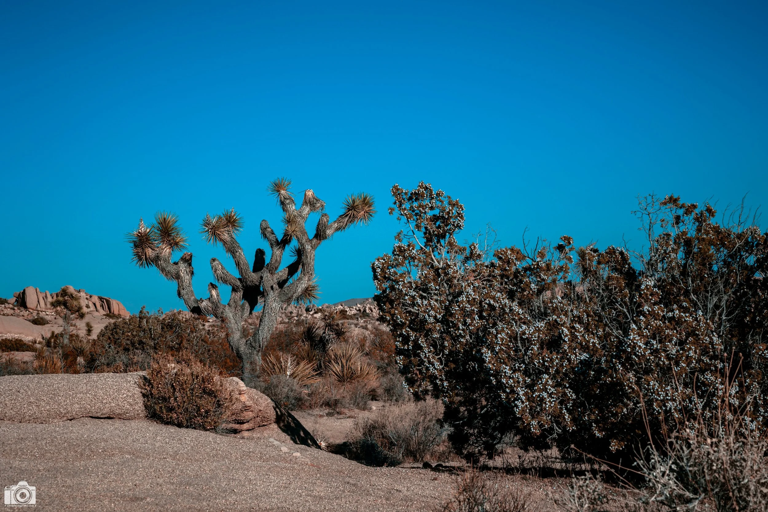 Joshua Tree - Aquamarine - Full Resolution JPG Download