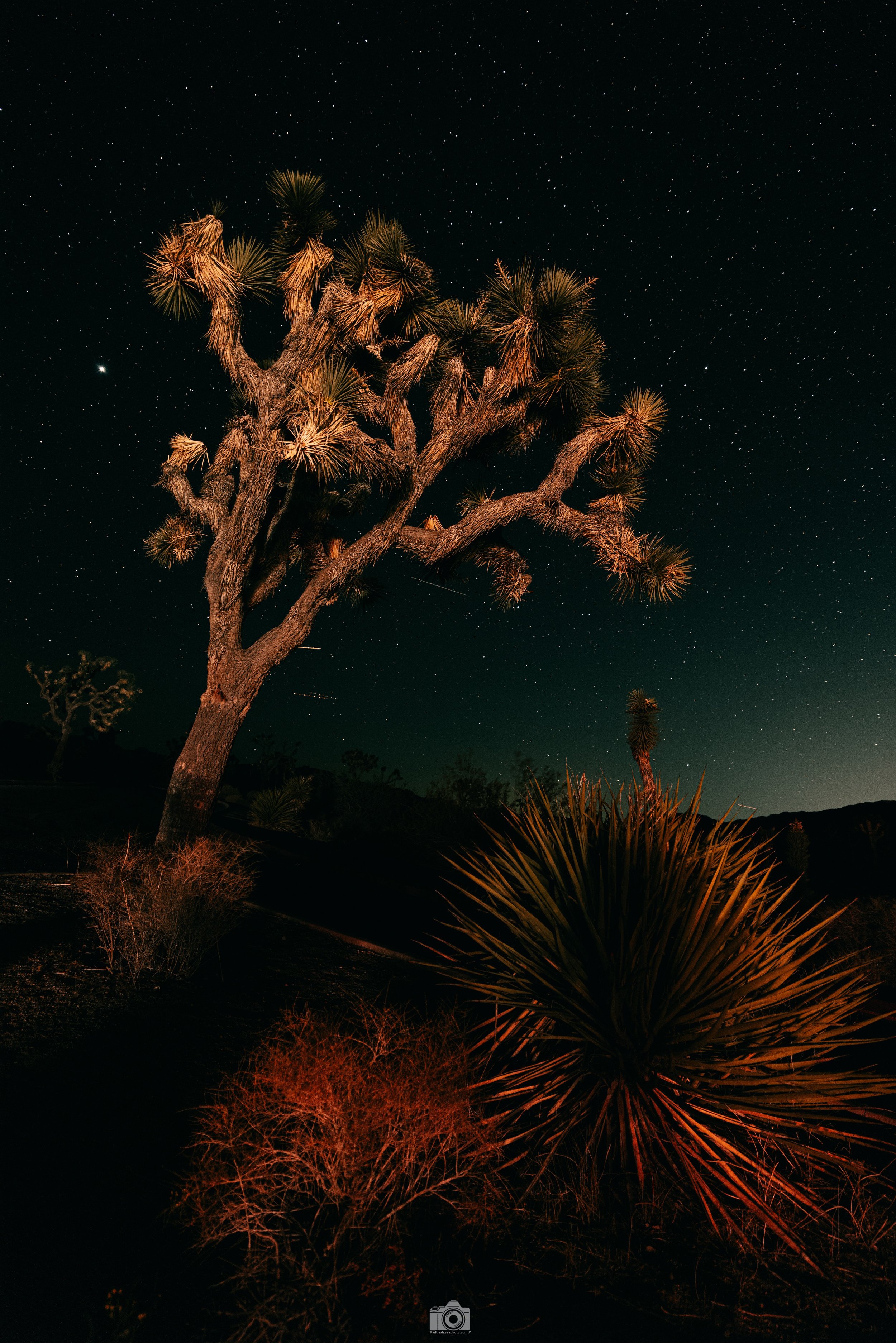 Joshua Tree Nightsky Headlights in the Night - Full Resolution Download
