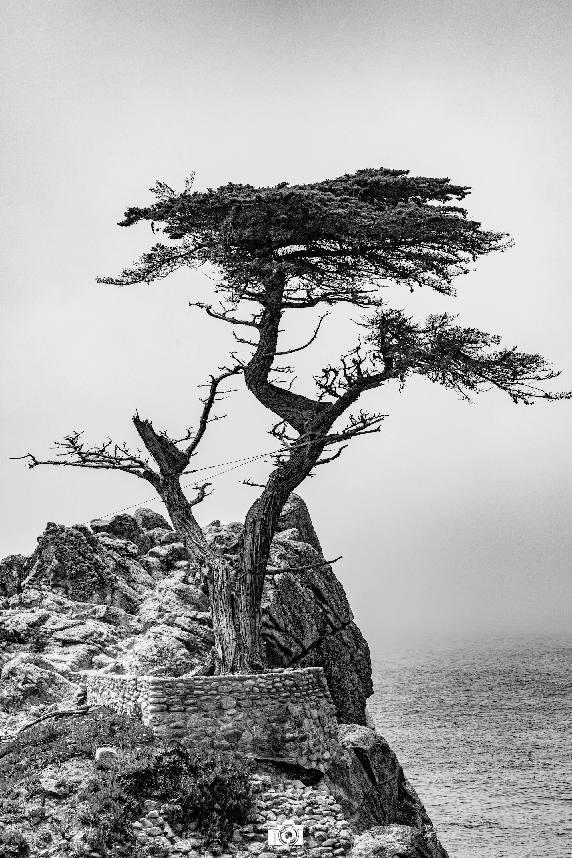 2025 - The Lone Cypress Tree Unsaturated.  Shot with a Canon EOS R5 // 70-200mm F2.8L @ 100mm f/8 ISO 100 - 1/400s.
