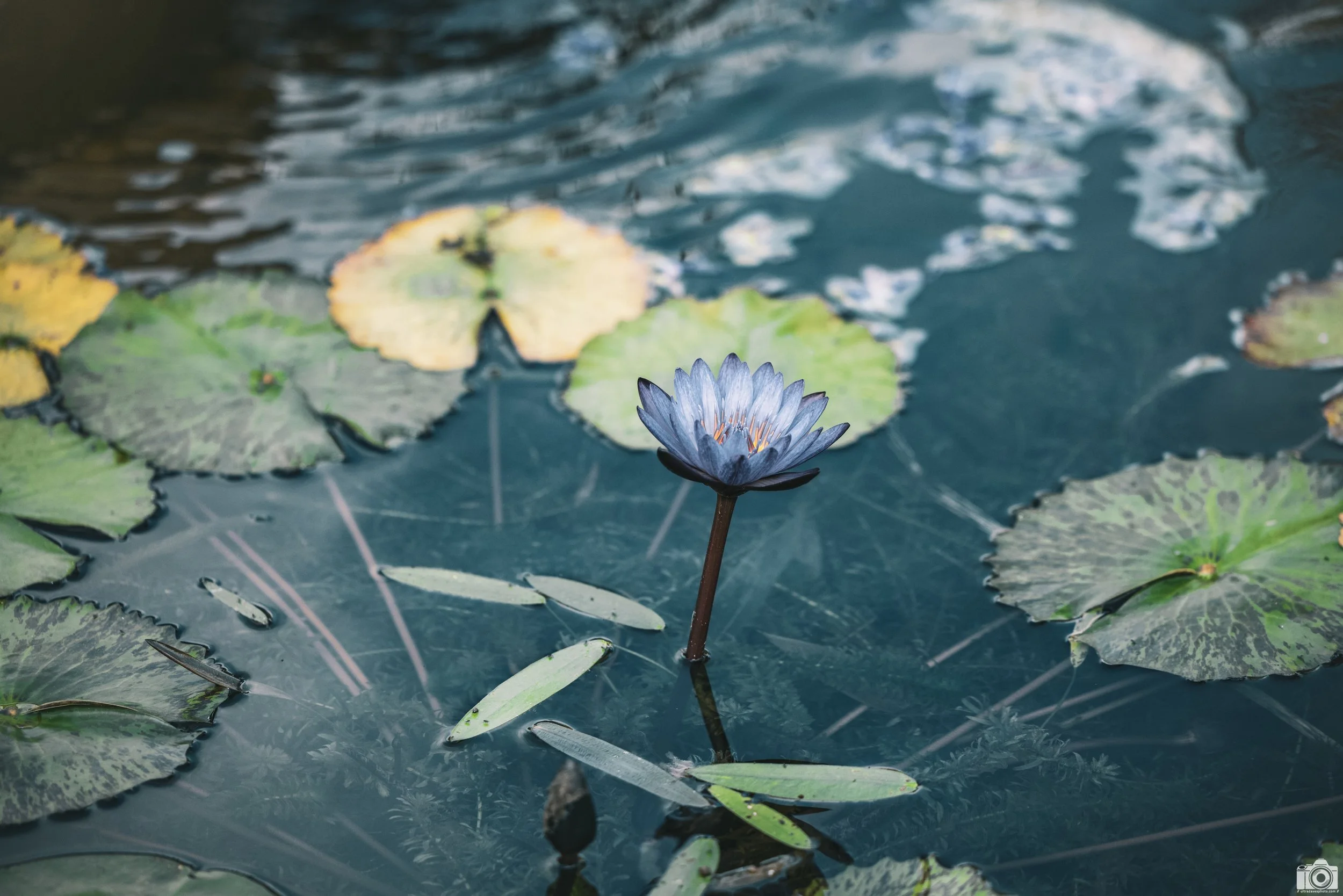 2023 - As you walk the main entry path you will encounter a lily pond with these budding flowers when in season.  They are pinkish in hue, however, the muted tone I used in LR made the flower more lavender with a hint of iridescence.  Shot with a Can