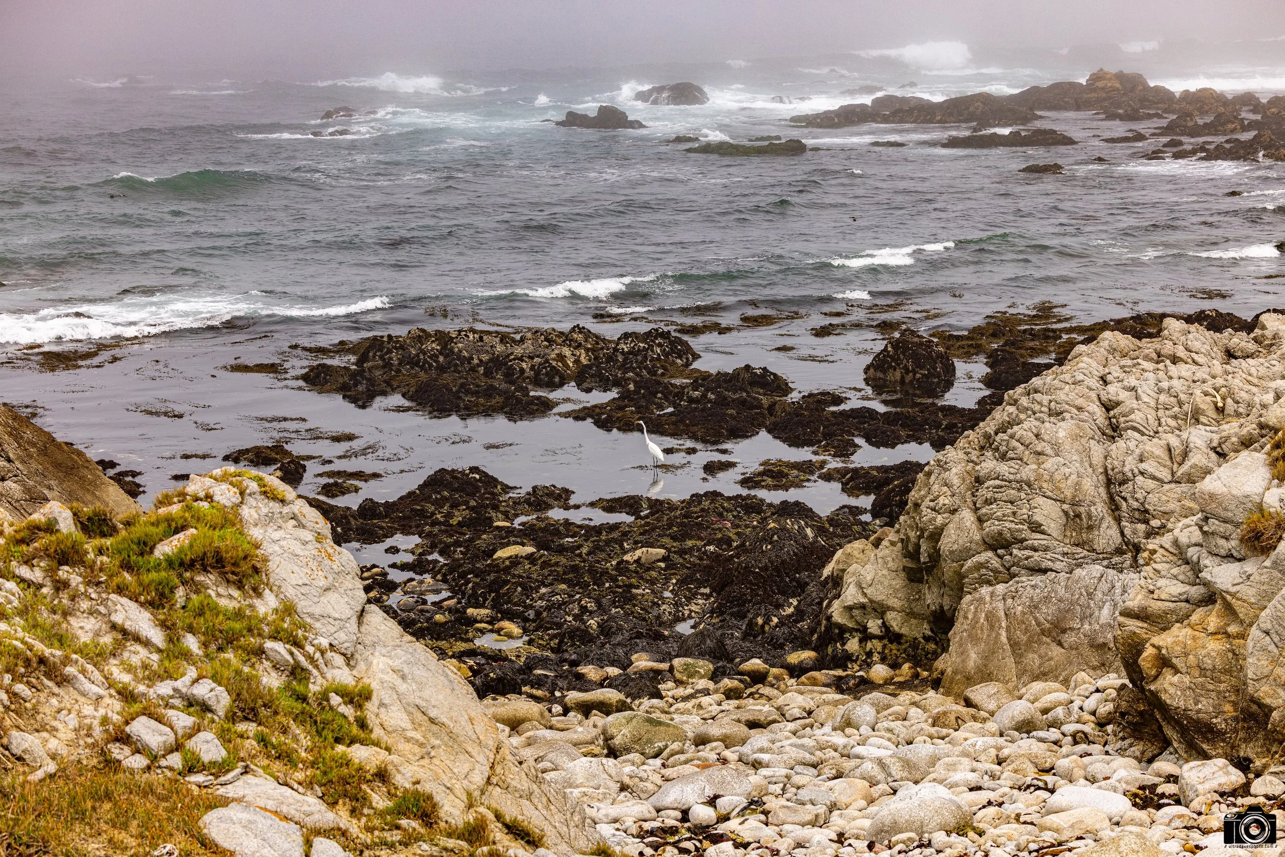 Initially I thought he was a crane as we have them out here in Los Angeles along the L.A. River.  But one key factor is the neck - the heron has an S shaped neck so he will bend his it back in flight, whereas a crane will fly with its neck completely