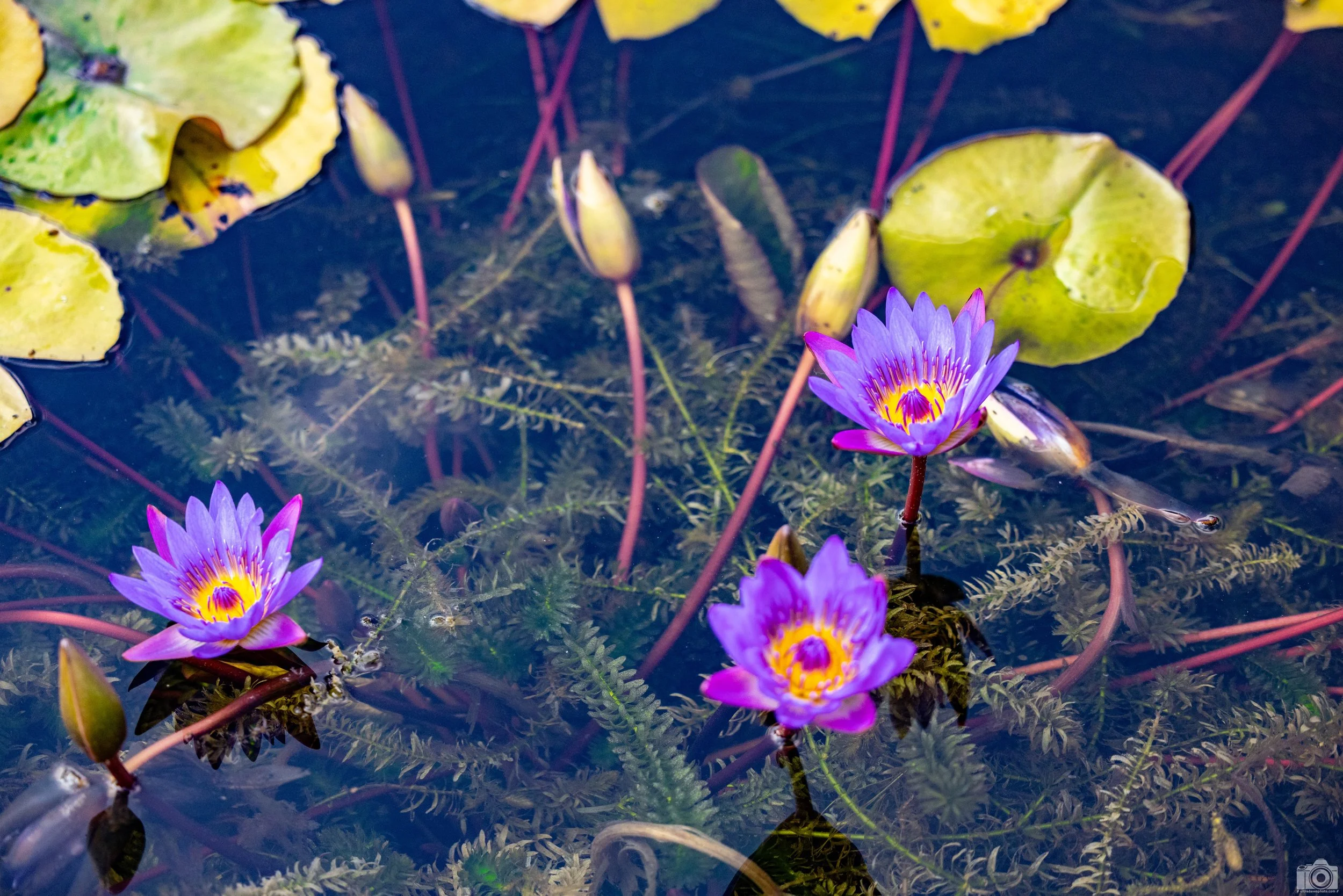 2023 - Neon Lily Pond.  Shot with a Canon EOS R5 // 70-200mm f/2.8 L @ 108mm f2.8 - ISO 2000 - 1/4000s.