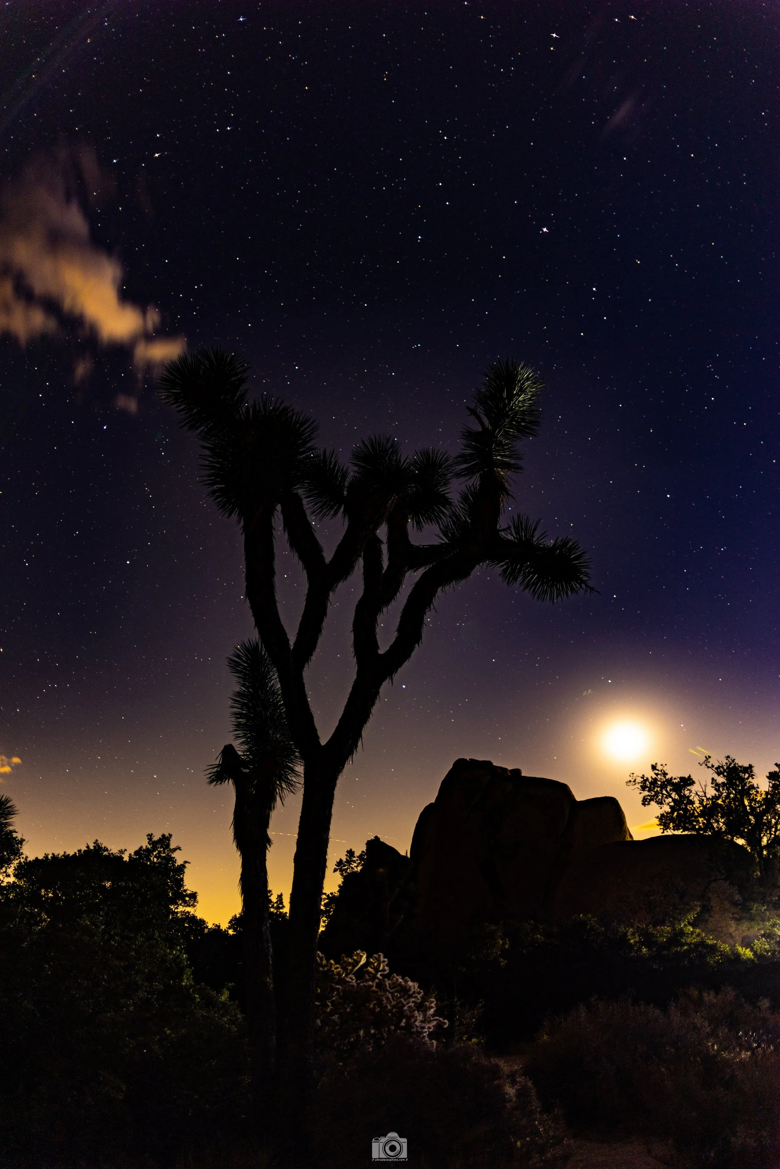 Joshua Tree - Purple Skies - Full Resolution JPG Download