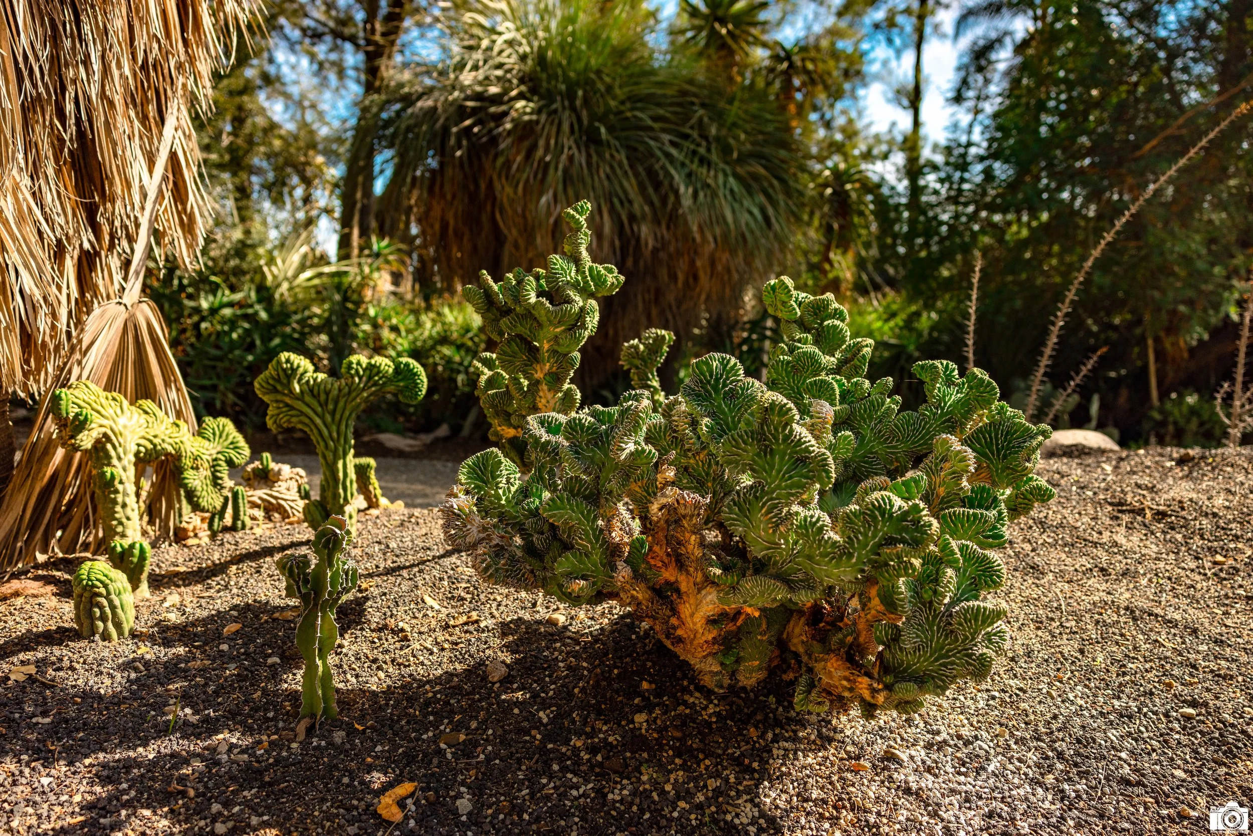 2025 - Nerve Endings...  Shot with a Canon EOS R5 // 24-70mm f/2.8 L @ 24mm f2.8 - ISO 100 - 1/800s.