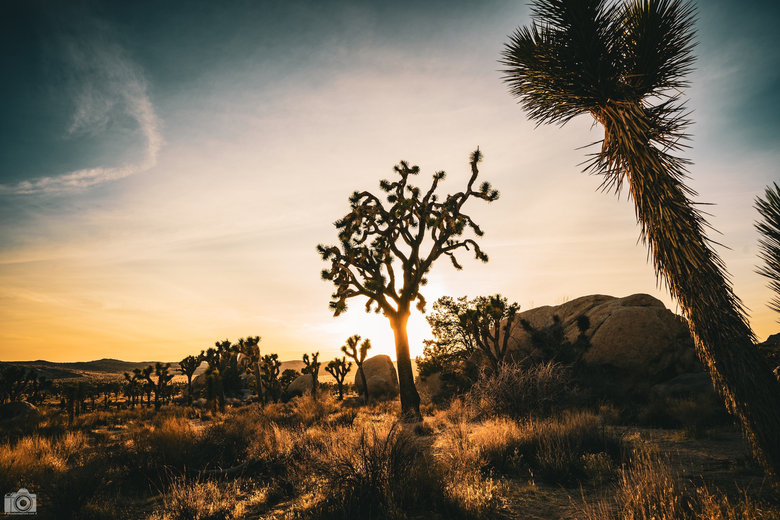 2025 - The Gnarly Joshua Tree.  Shot with a Sony a7c II // FE 12-24mm G @ 24mm f/8 ISO 100 - 1/125s.