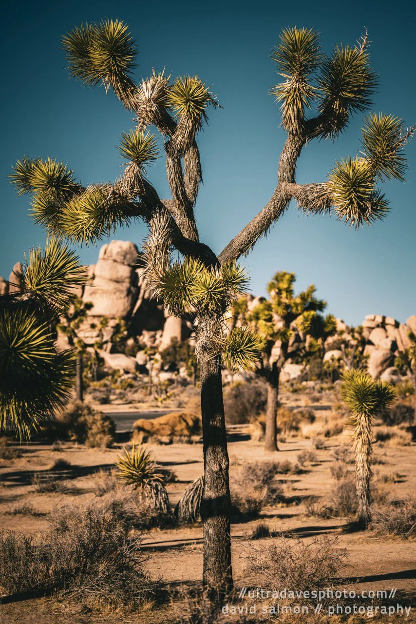 2024 - Hidden Valley Shallow DOF. Shot with a Canon EOS R5 // RF 70-200mm @ 70mm f2.8 ISO 50 1/2000s.