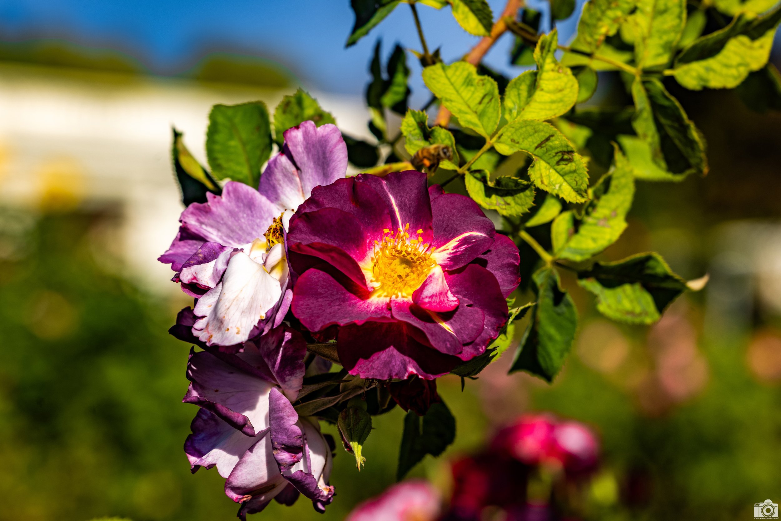 2025 - I don't take many floral pictures, but there are so many in these gardens it's hard not to.  This is by no means my specialty but I was pleased with those that I have posted to this gallery.  Shot with a Canon EOS R5 // 70-200mm f/4 L @ 146mm 