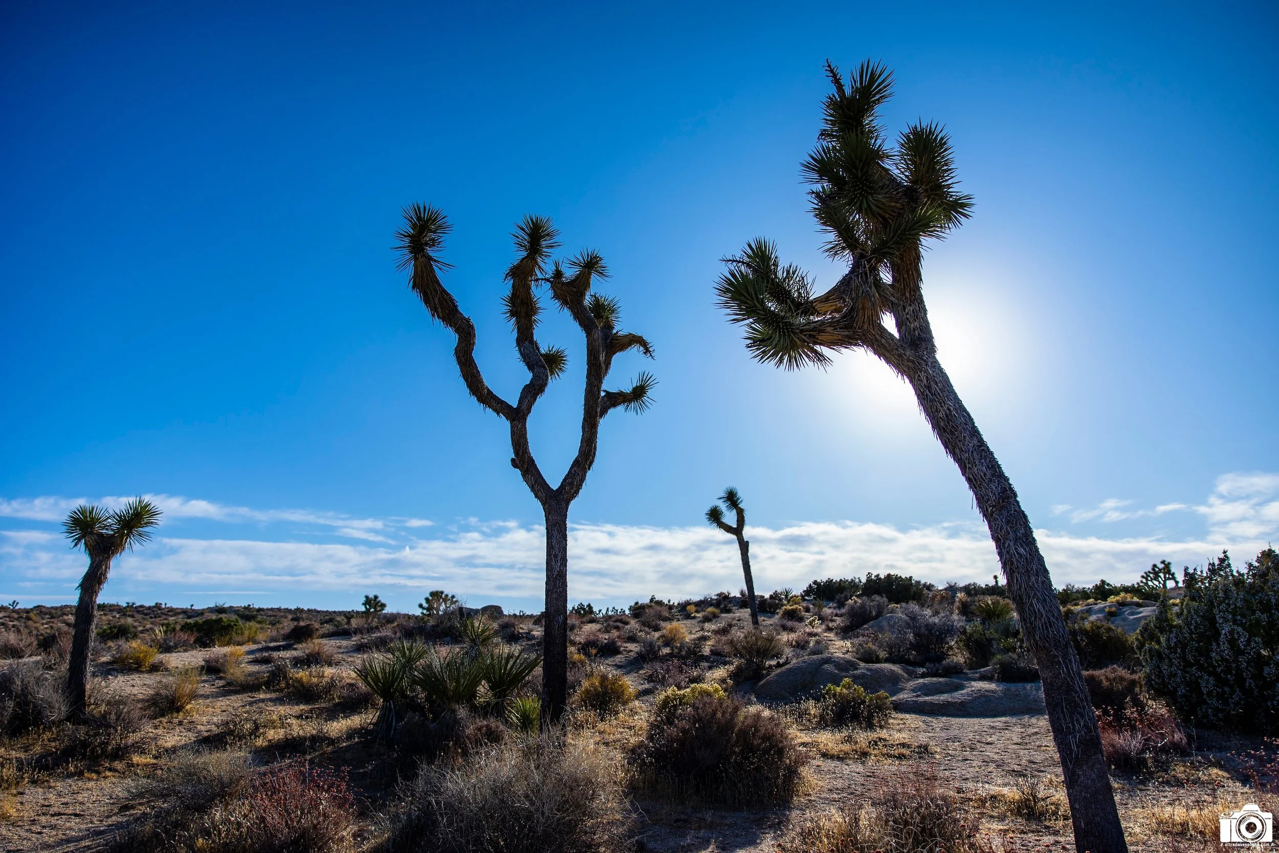 2020 - Hide the sun behind the tree.  Shot with a Canon EOS R6 // RF 24-70mm @ 24mm f/3.2 ISO 100 - 1/5000s.