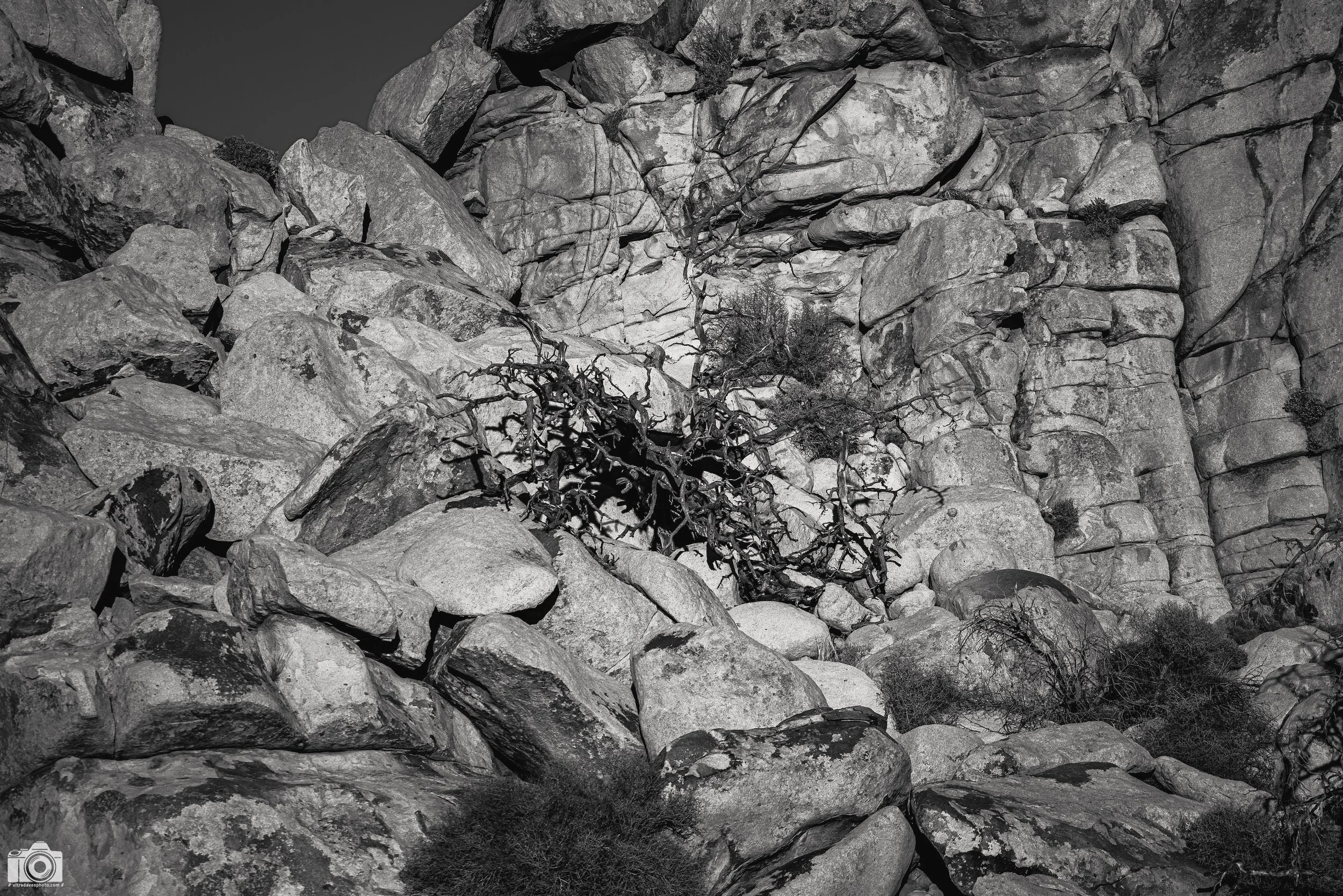 2024 - Branches in Stone.  Shot with a Canon EOS R5 // RF 70-200mm @ 200mm f/2.8 ISO 100 - 1/2500s.