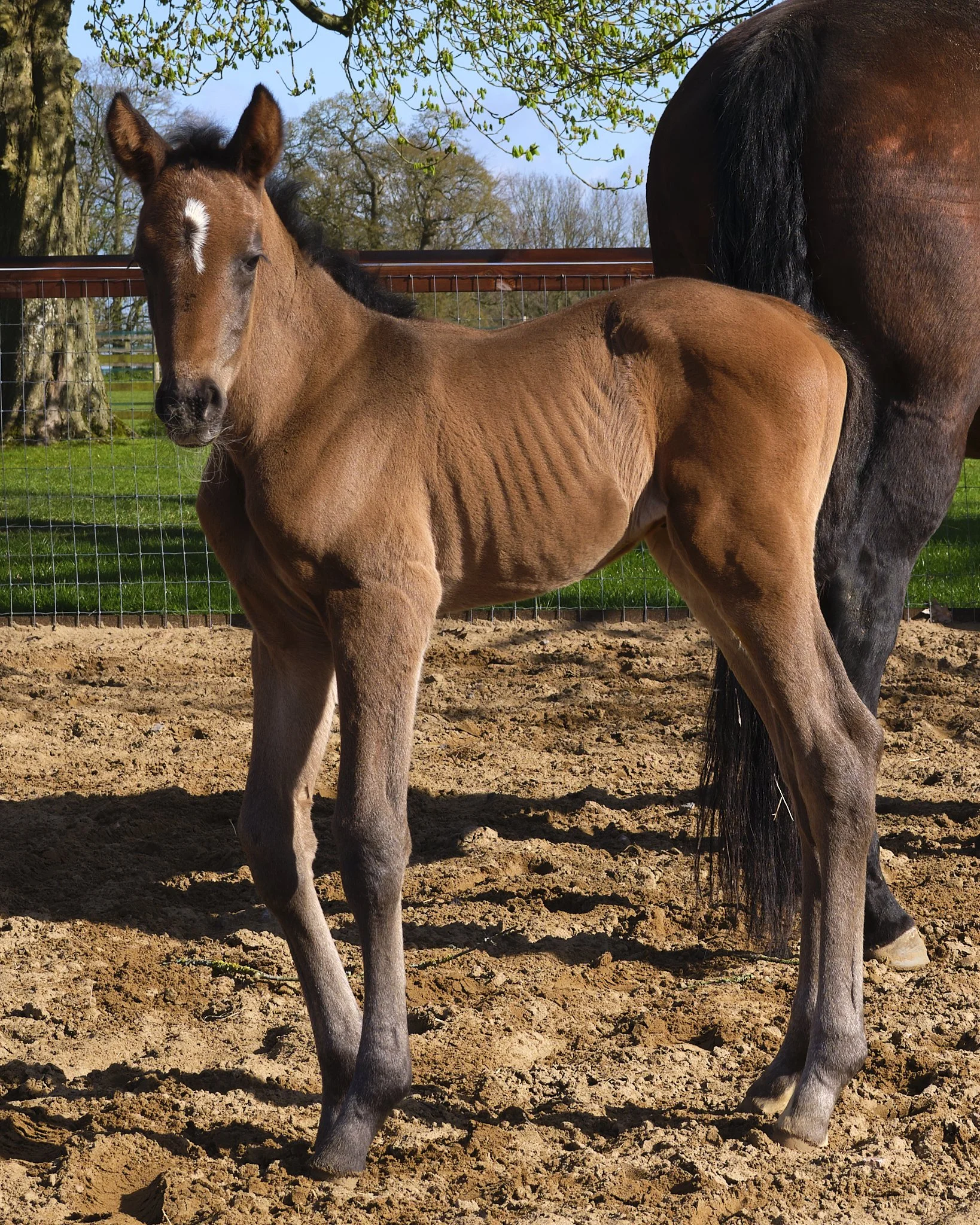 A young foal standing next to its mother horse in a fenced outdoor area.