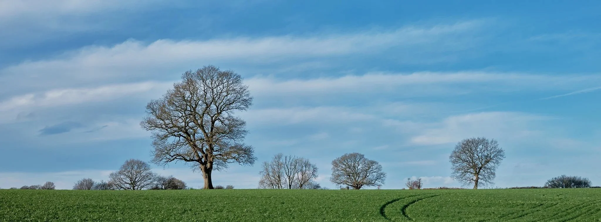 A landscape with green grass and several leafless trees under a partly cloudy sky.