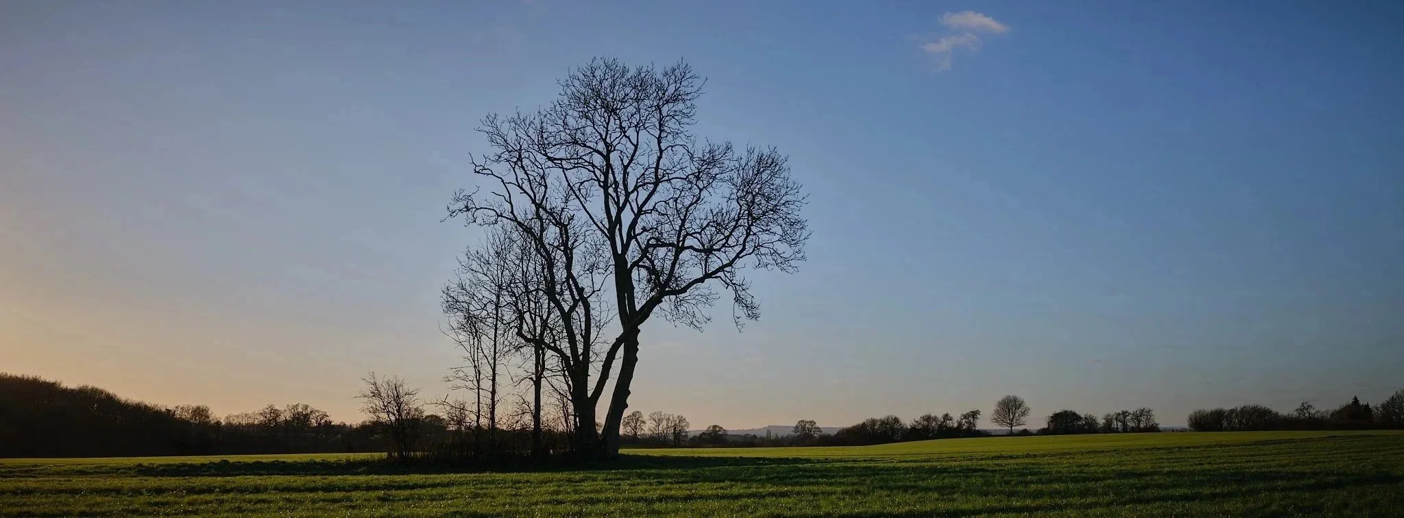 A leafless tree on a grassy field against a blue sky during sunset or sunrise.