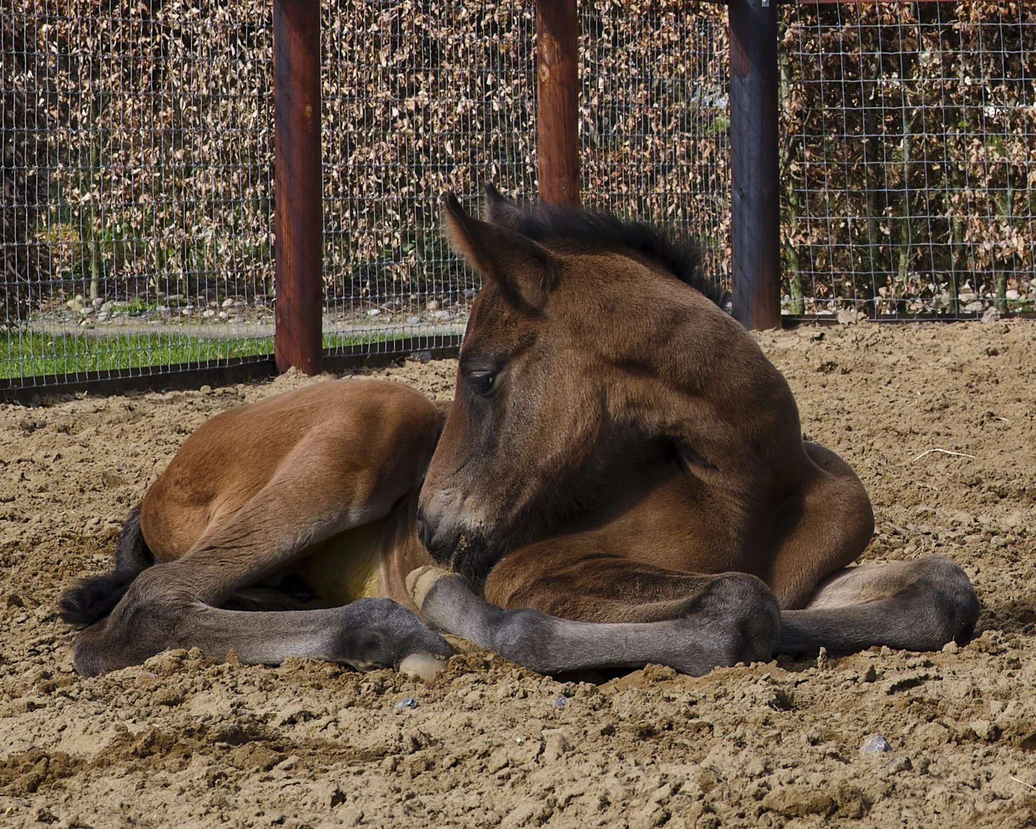 A brown foal is lying on the ground next to a larger brown horse, in an outdoor enclosure with a dirt ground and a wire fence.