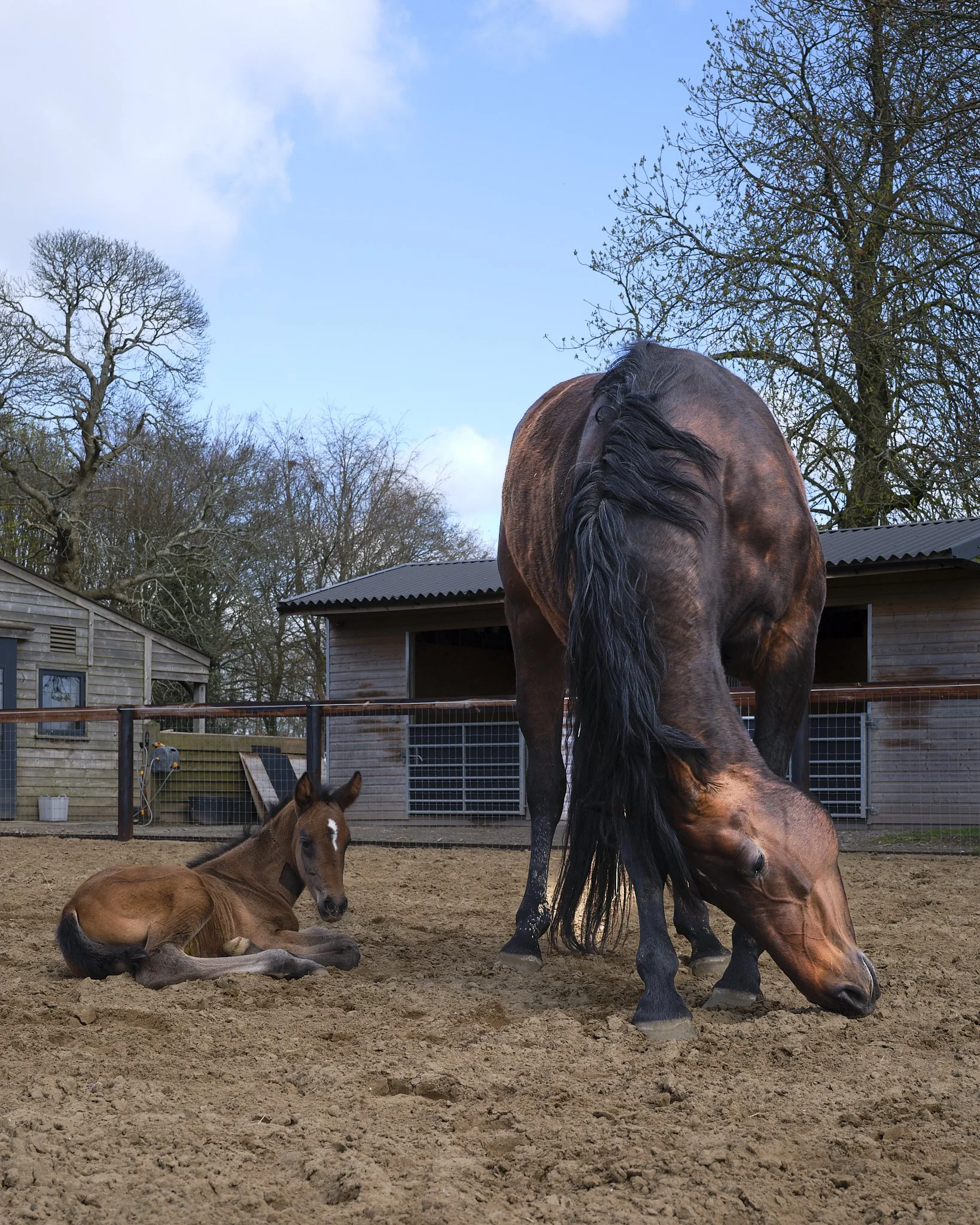 A foal lying on the dirt ground near a large adult horse grazing with a farm stable in the background and trees with no leaves under a partly cloudy sky.